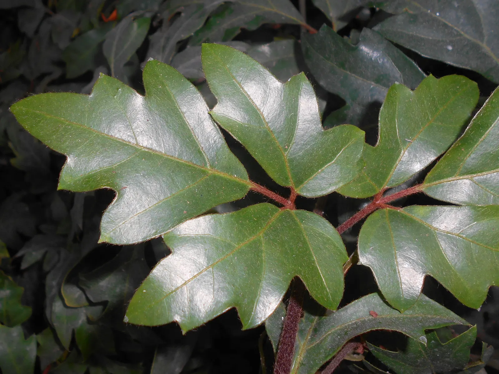 Grape Ivy (Cissus Rhombifolia) — This vine thrives in partial to full shade and prefers well-draining soil; grape Ivy requires a well-draining soil medium and