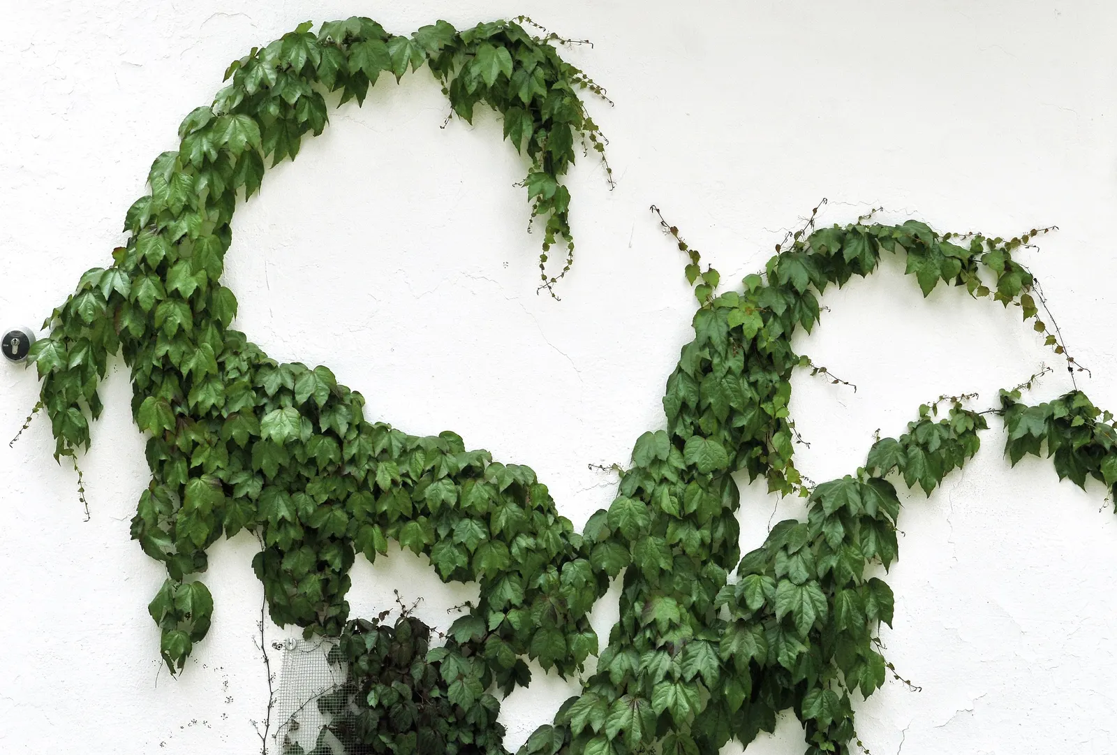 Grape Ivy (Cissus Rhombifolia) — this plant is well-suited for adding a touch of exuberance to both indoor and outdoor spaces; cissus rhombifolia is also known
