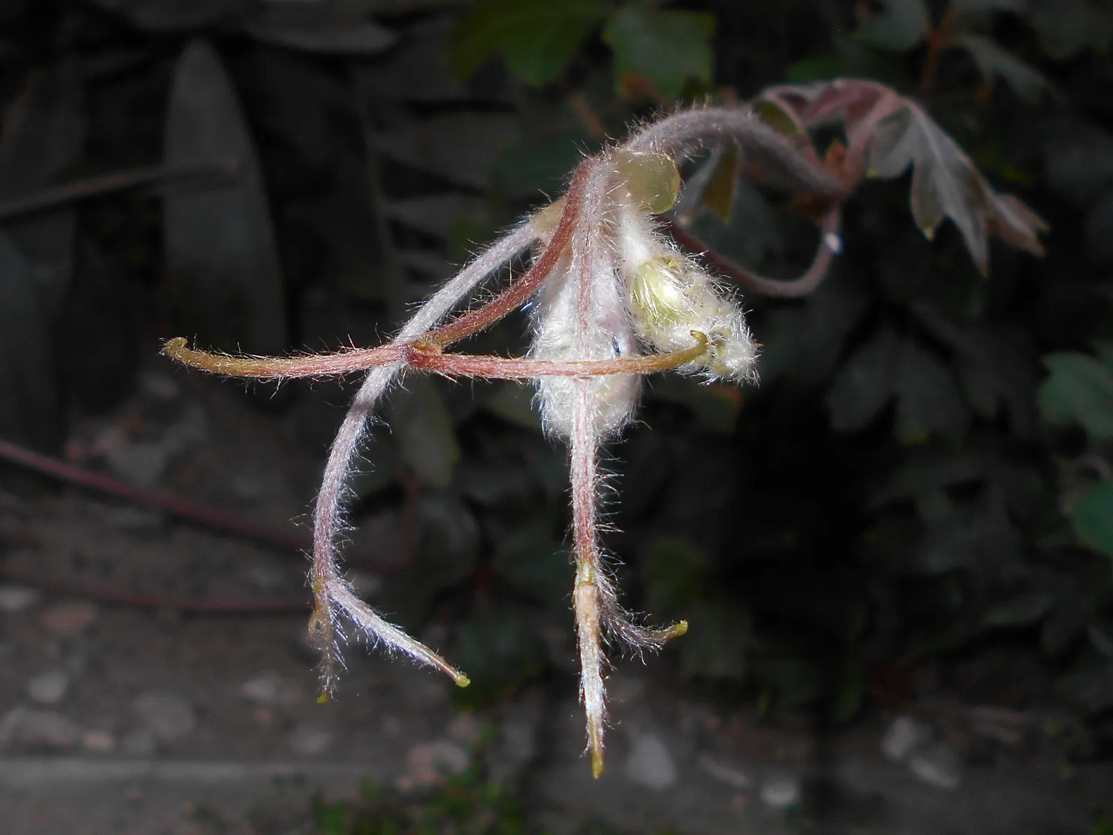 Grape Ivy (Cissus Rhombifolia) — reminiscent of grape foliage