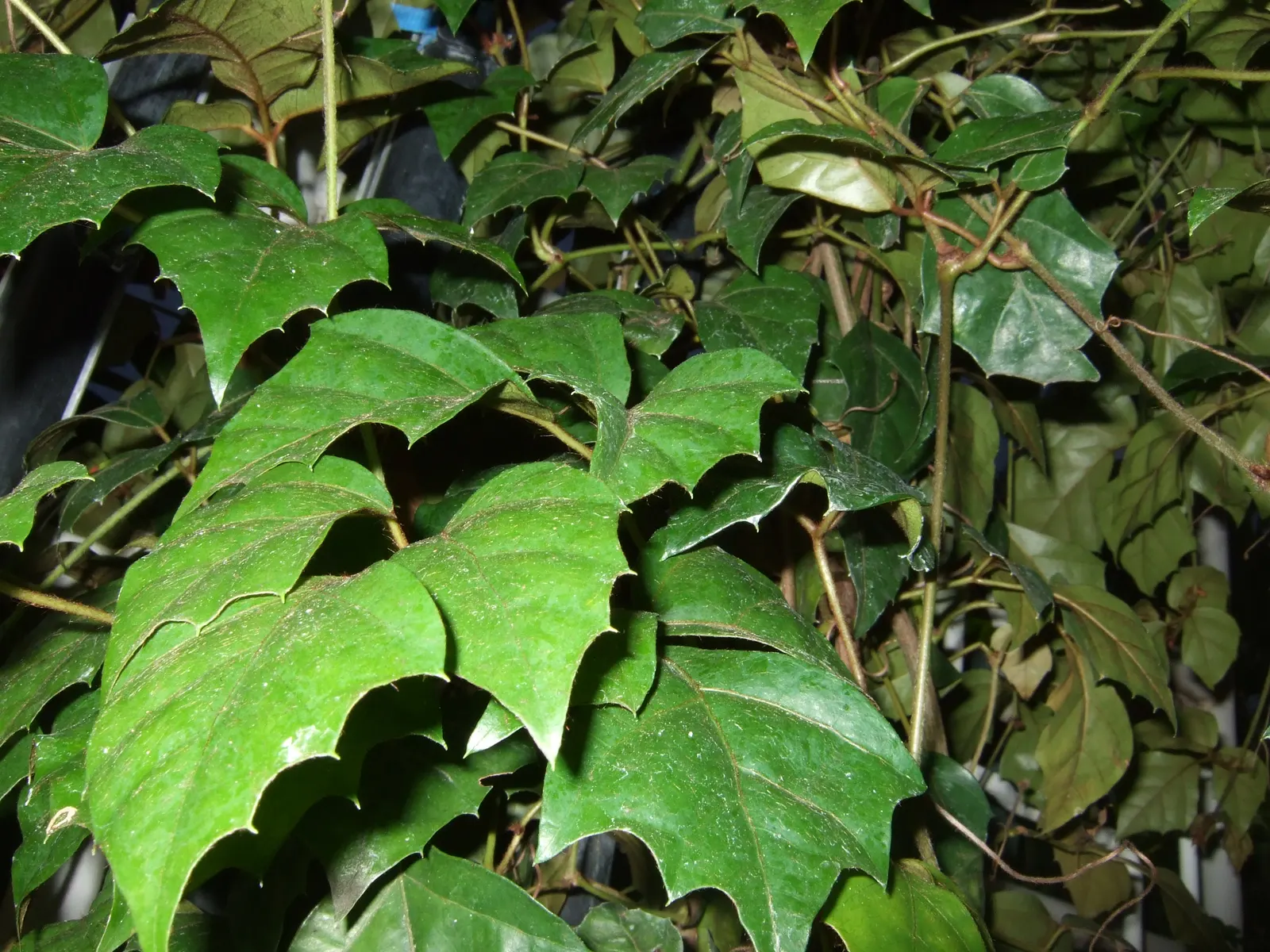 Grape Ivy (Cissus Rhombifolia) — Native to subtropical regions; reaching heights of up to 10 feet when conditions are optimal