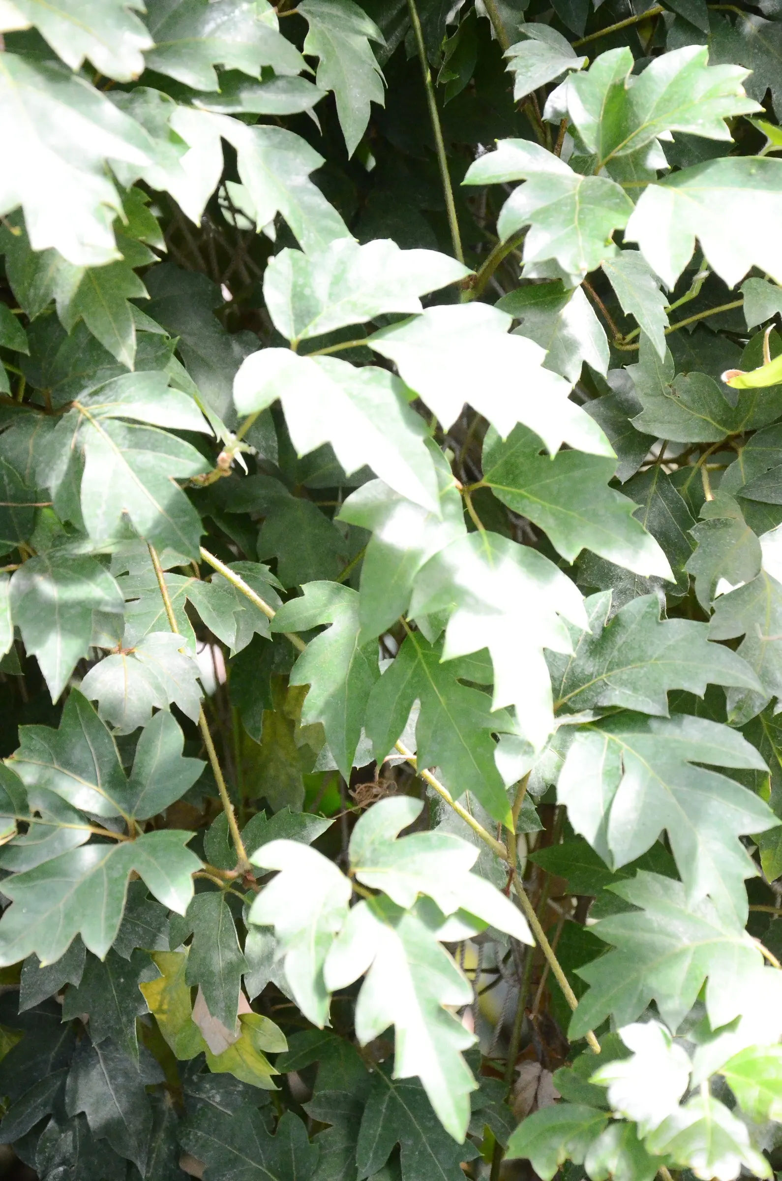 Grape Ivy (Cissus Rhombifolia) — glossy leaves with a distinctive; is a resilient climbing evergreen with glossy