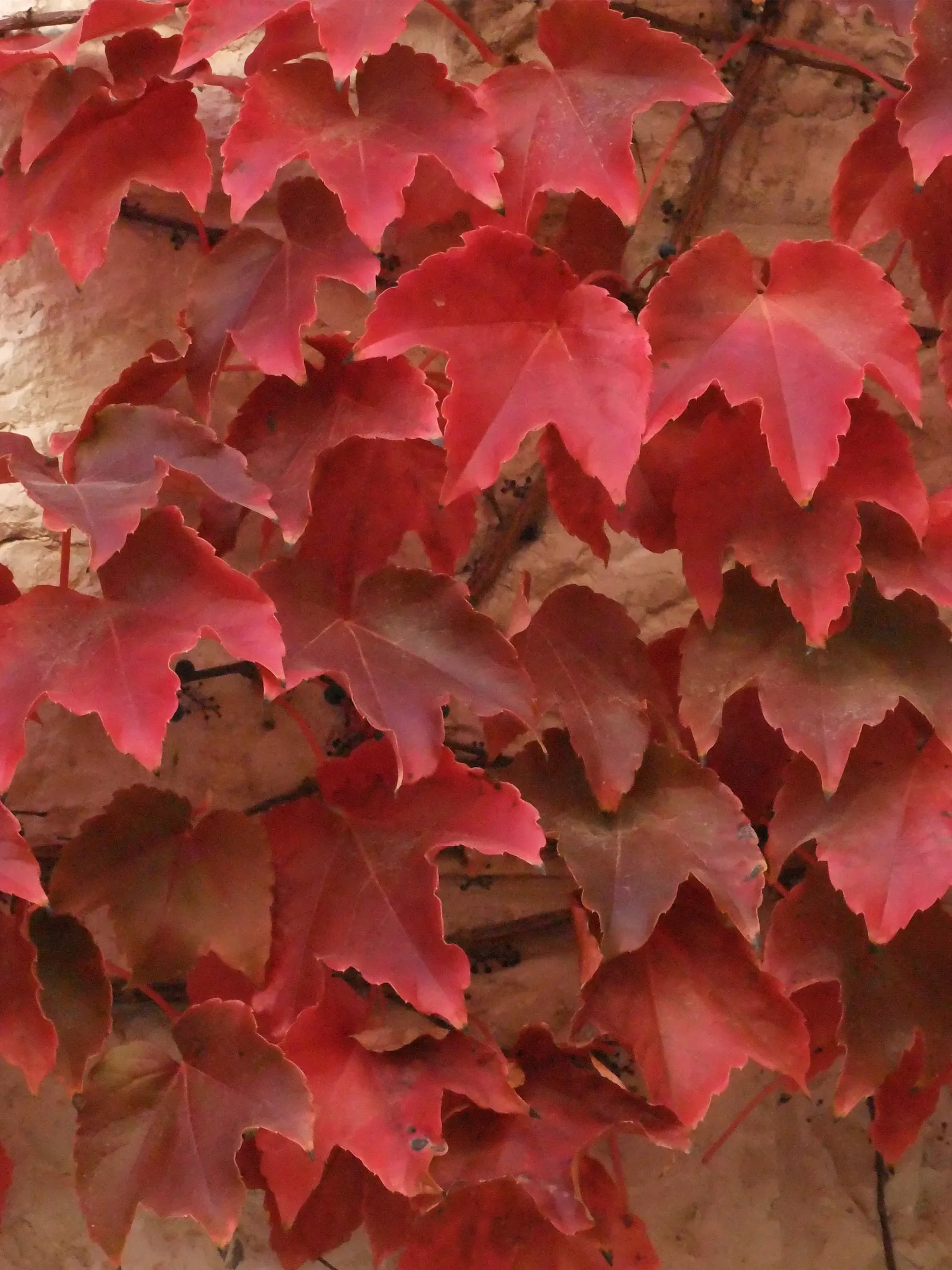 Grape Ivy (Cissus Rhombifolia) — aim for a consistent schedule that allows the top inch of soil to dry out between applications; vigorous vine that boasts deep