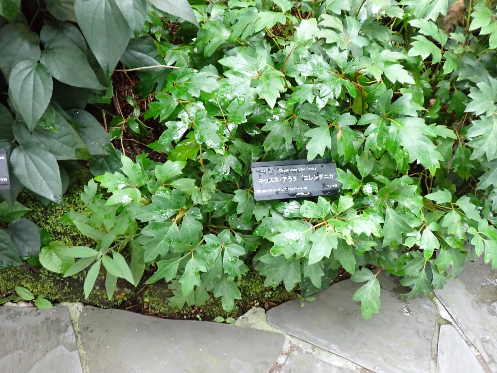 Grape Ivy (Cissus Rhombifolia) — is a resilient climbing evergreen with glossy
