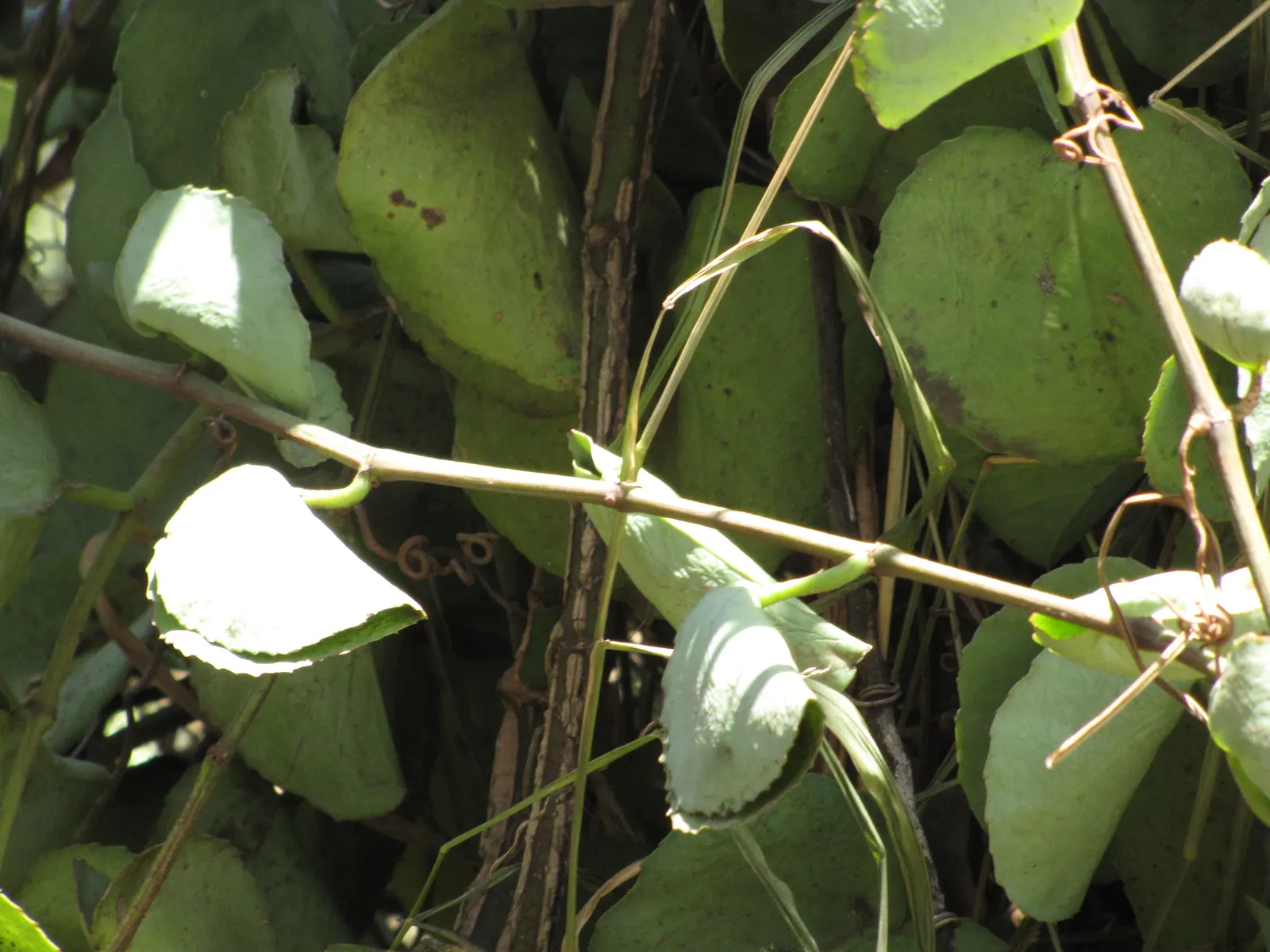 Grape Ivy (Cissus Rhombifolia) — With the right care, Grape Ivy will reward the landscape with a year-round display of vibrant foliage; it is a popular choice