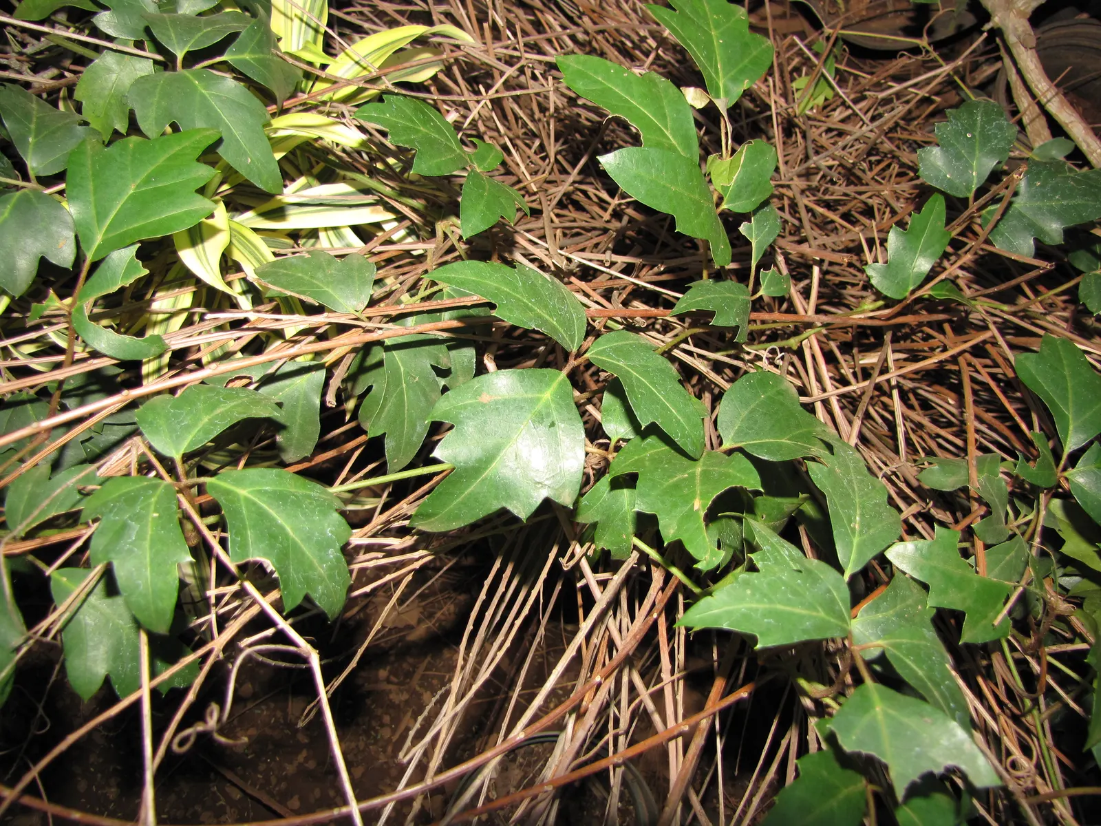 Grape Ivy (Cissus Rhombifolia) — aim for a consistent schedule that allows the top inch of soil to dry out between applications
