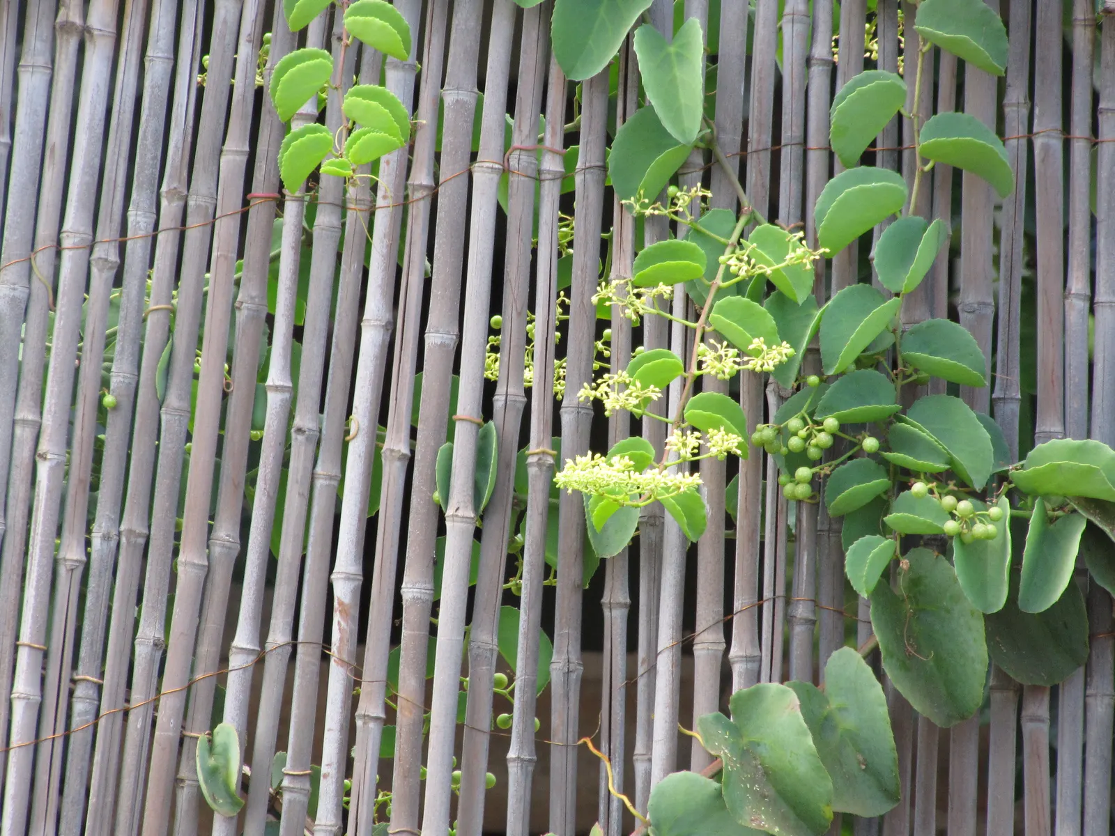 Grape Ivy (Cissus Rhombifolia) — thriving in USDA hardiness zones 10 through 12.<br><br>In outdoor landscapes