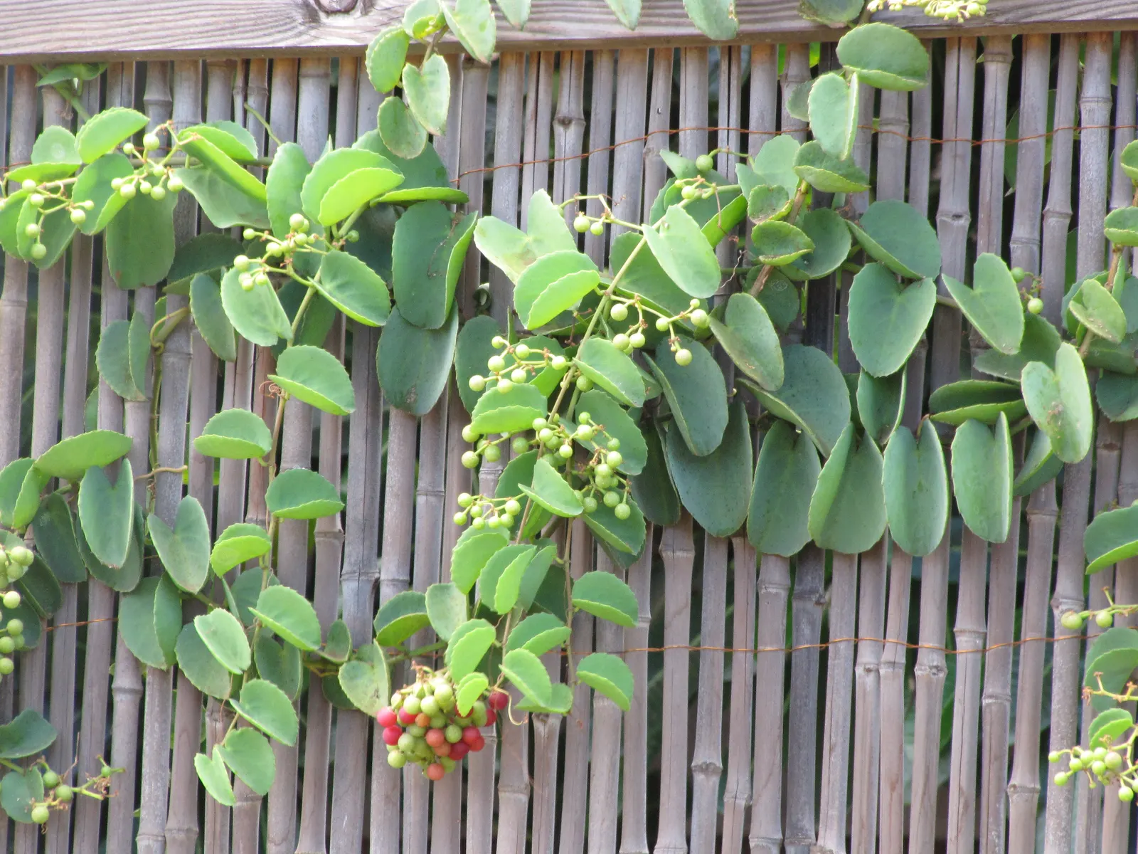 Grape Ivy (Cissus Rhombifolia) — able to ascend trellises and walls with ease thanks to its tendrils