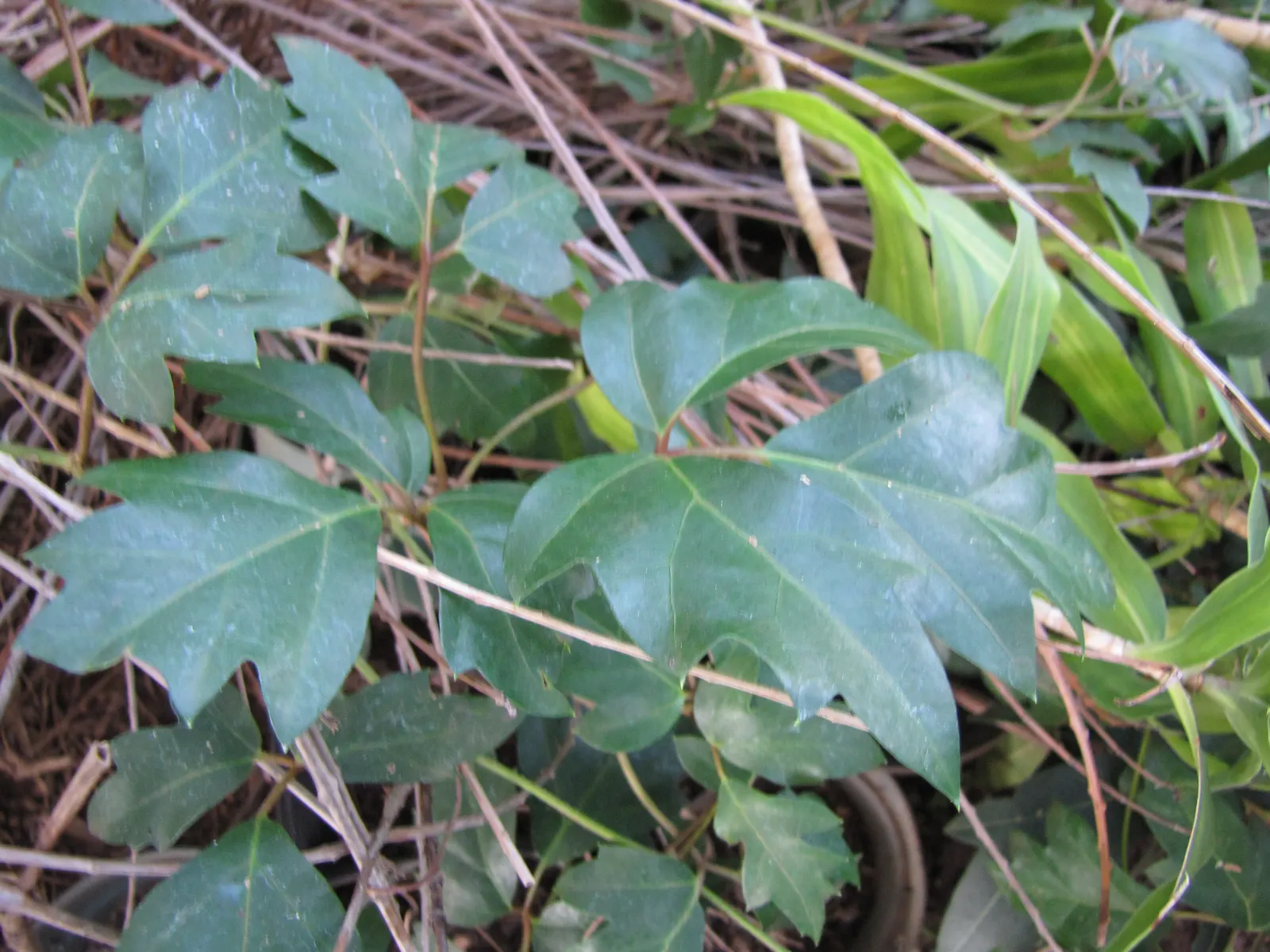 Grape Ivy (Cissus Rhombifolia) — Direct sunlight can scorch the leaves, whereas too much shade can lead to leggy growth