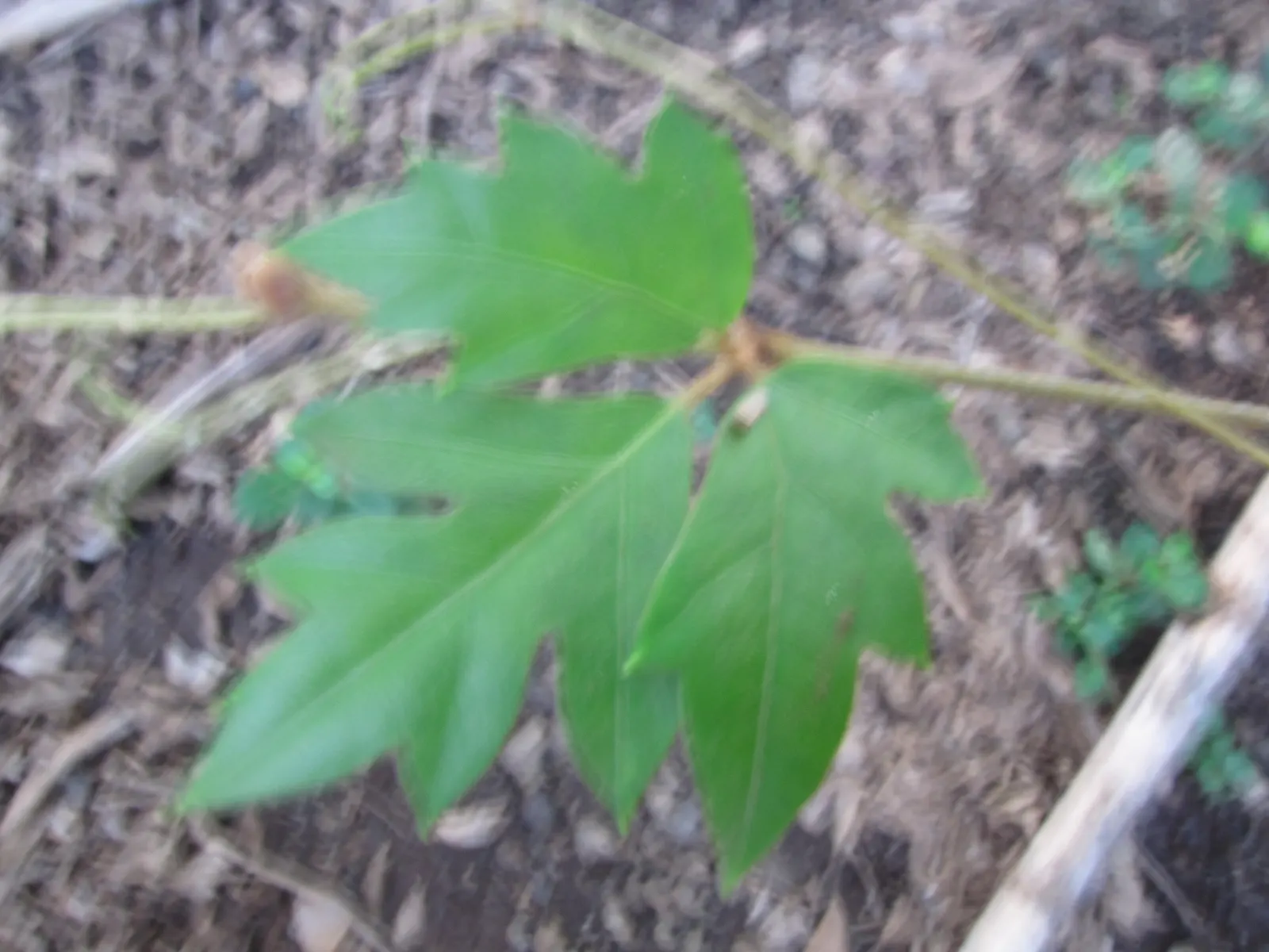 Grape Ivy (Cissus Rhombifolia) — typically once a week depending on environmental conditions.<br><br>Beyond its ornamental appeal