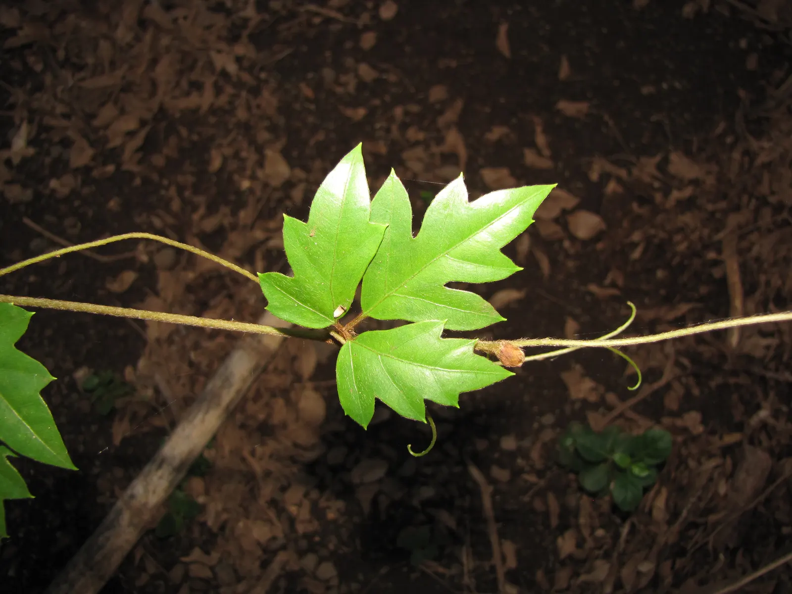 Grape Ivy (Cissus Rhombifolia) — reminiscent of grape foliage; this plant is well-suited for adding a touch of exuberance to both indoor and, image 54