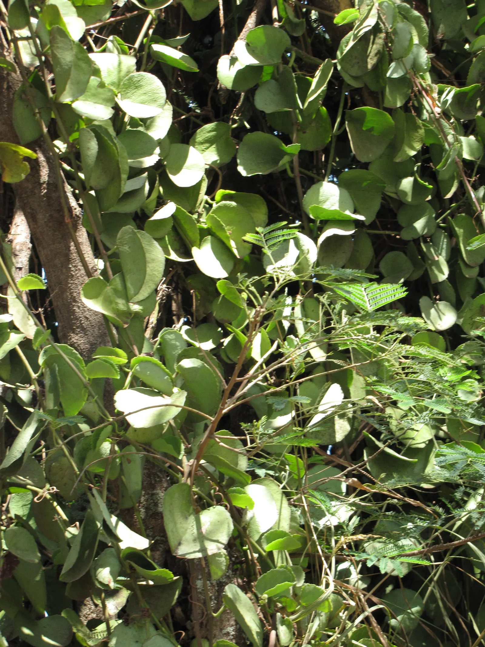 Grape Ivy (Cissus Rhombifolia) — Cissus rhombifolia serves as an excellent groundcover or climbing plant