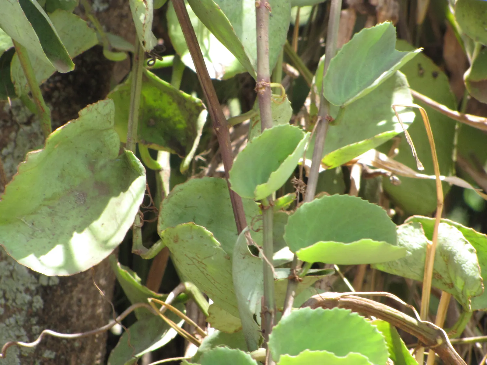 Grape Ivy (Cissus Rhombifolia) — it is a popular choice for hanging baskets or as a table plant