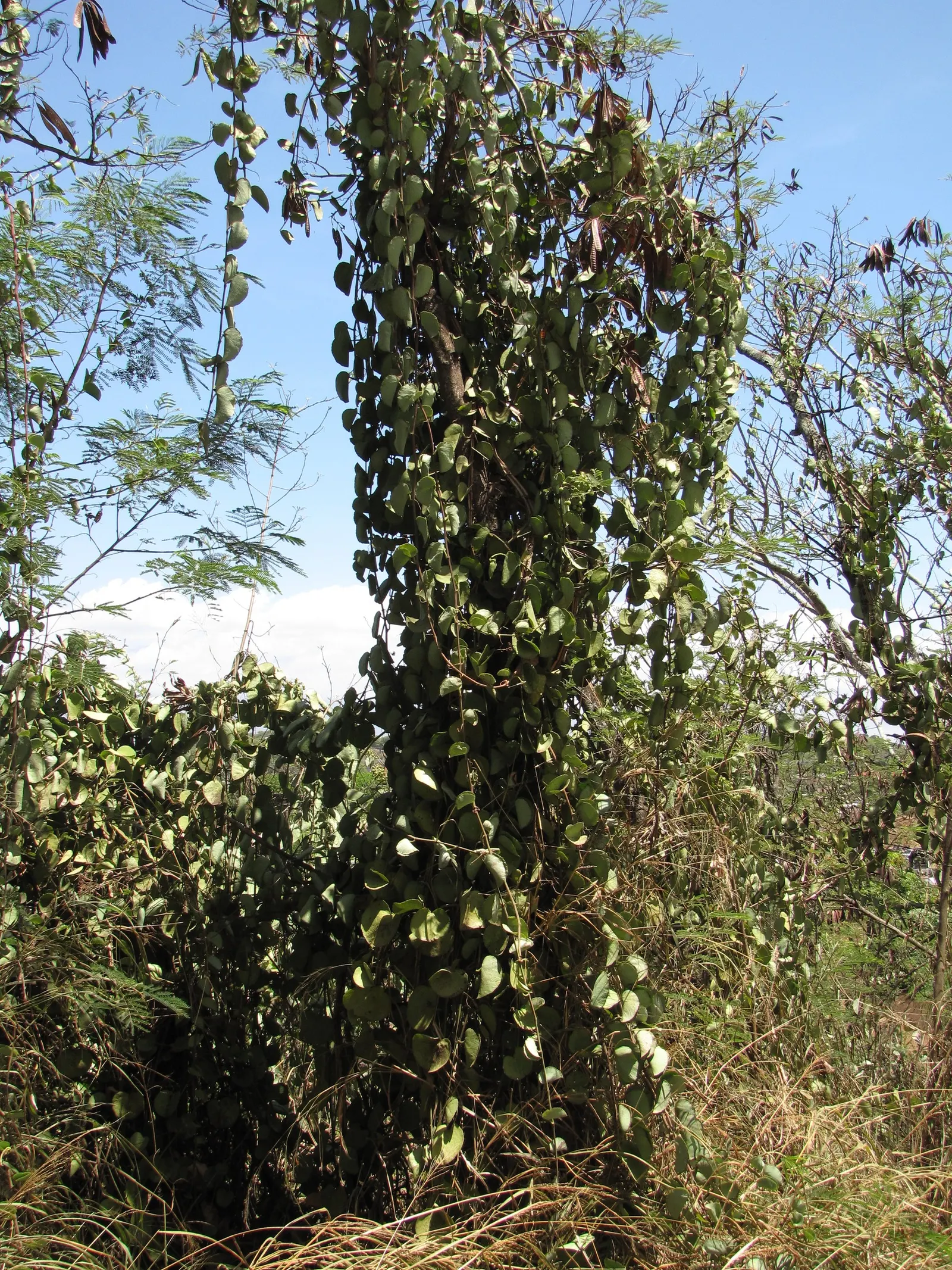 Grape Ivy (Cissus Rhombifolia) — vine for full or half or shade; making it a dual-purpose addition to the discerning gardener's palette