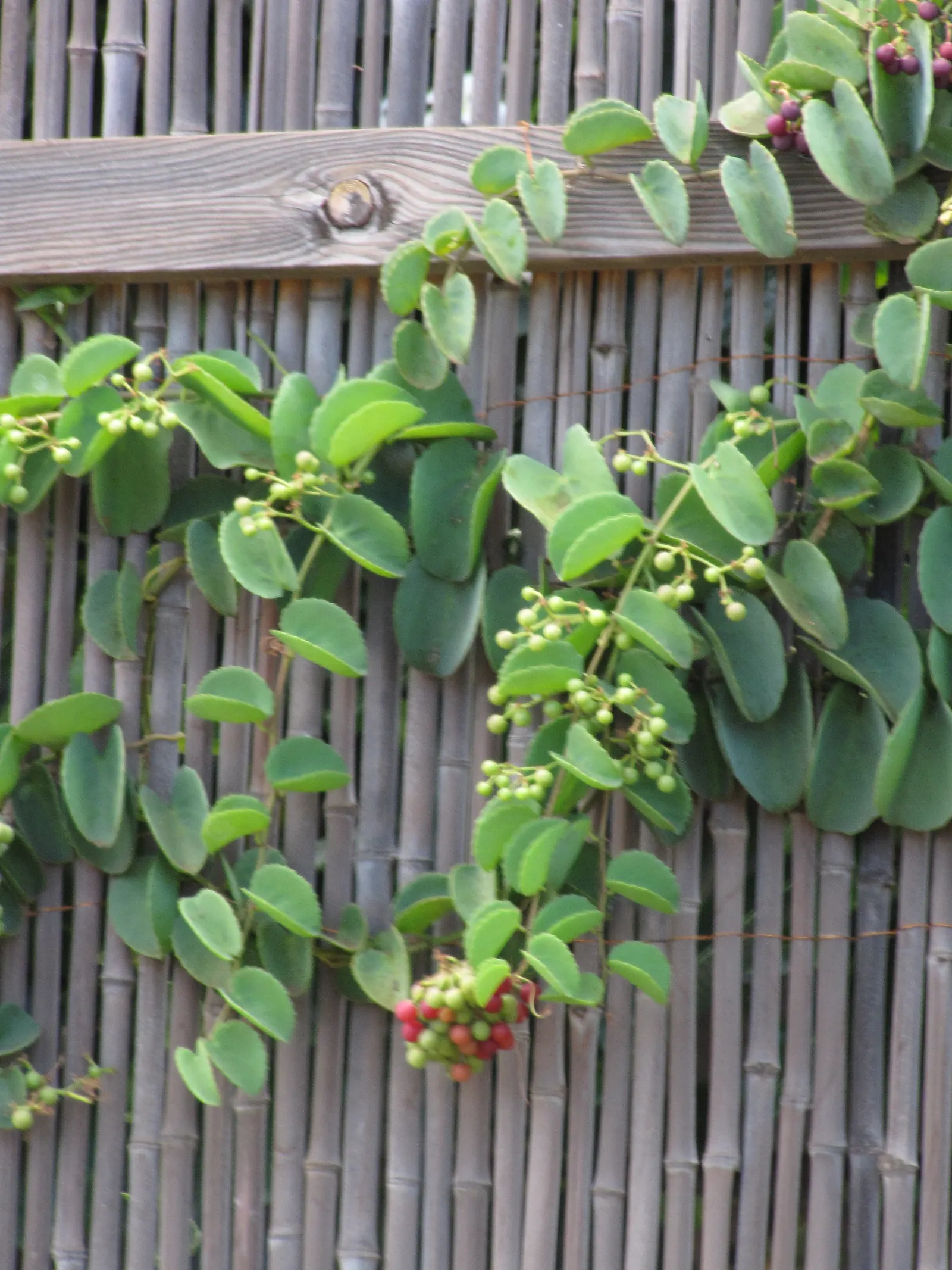 Grape Ivy (Cissus Rhombifolia) — this plant is well-suited for adding a touch of exuberance to both indoor and outdoor spaces