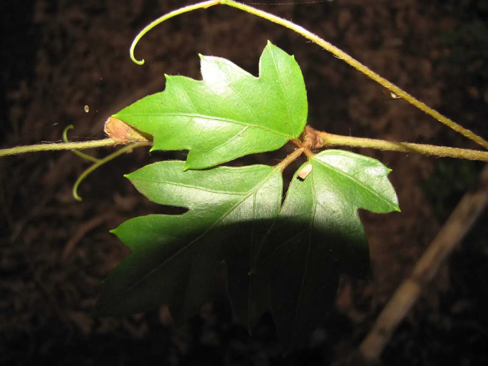 Grape Ivy (Cissus Rhombifolia) — Cissus rhombifolia is also known for its air-purifying qualities