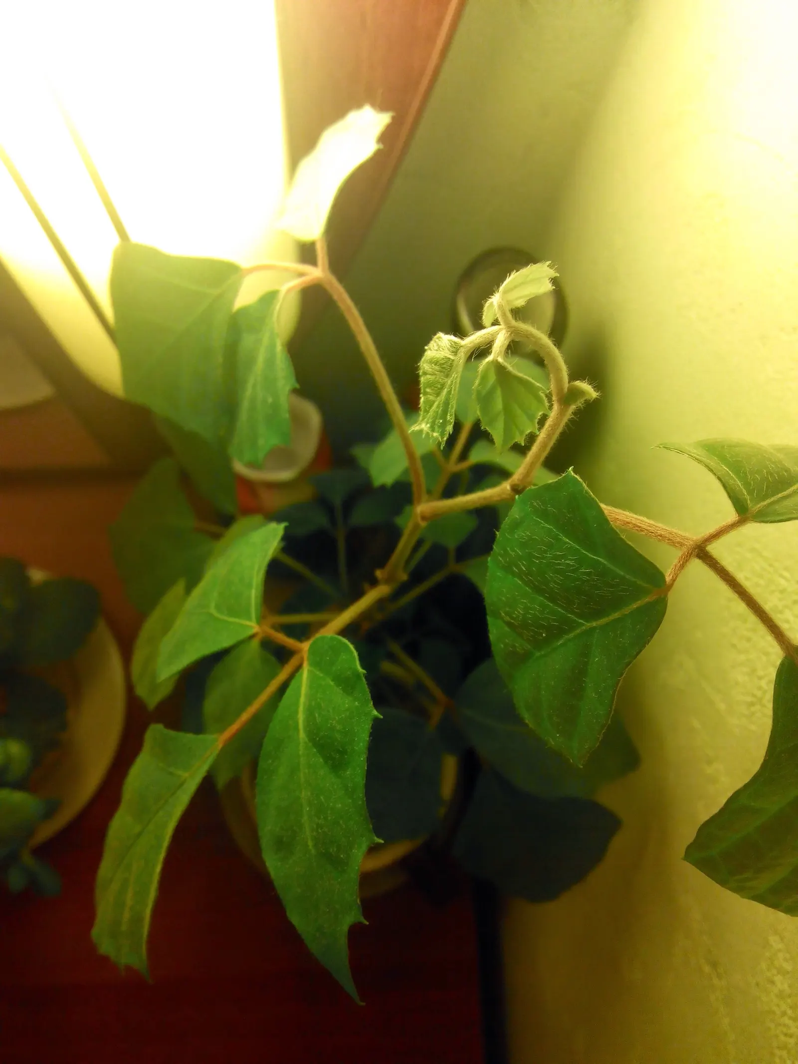 Grape Ivy (Cissus Rhombifolia) — thriving in USDA hardiness zones 10 through 12.<br><br>In outdoor landscapes; this vine thrives in partial to full shade and