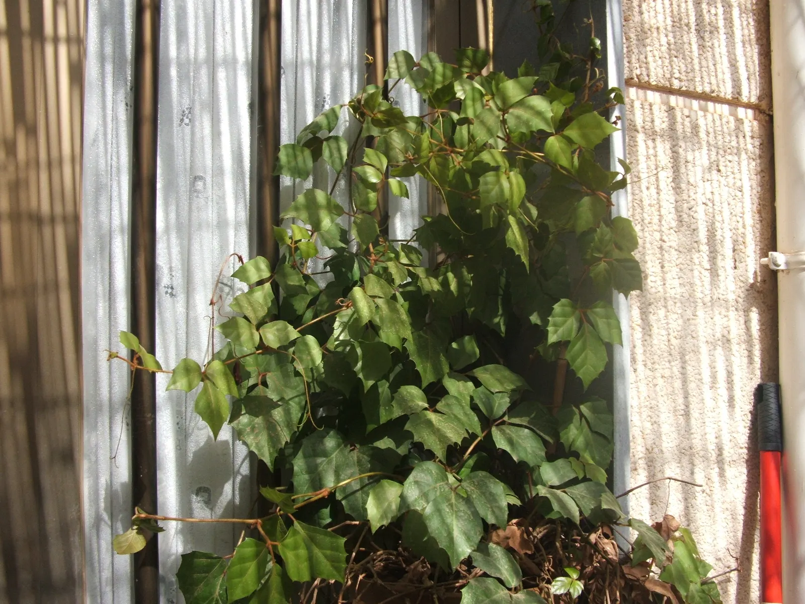 Grape Ivy (Cissus Rhombifolia) — able to ascend trellises and walls with ease thanks to its tendrils; due to its cascading growth habit.<br><br>For successful