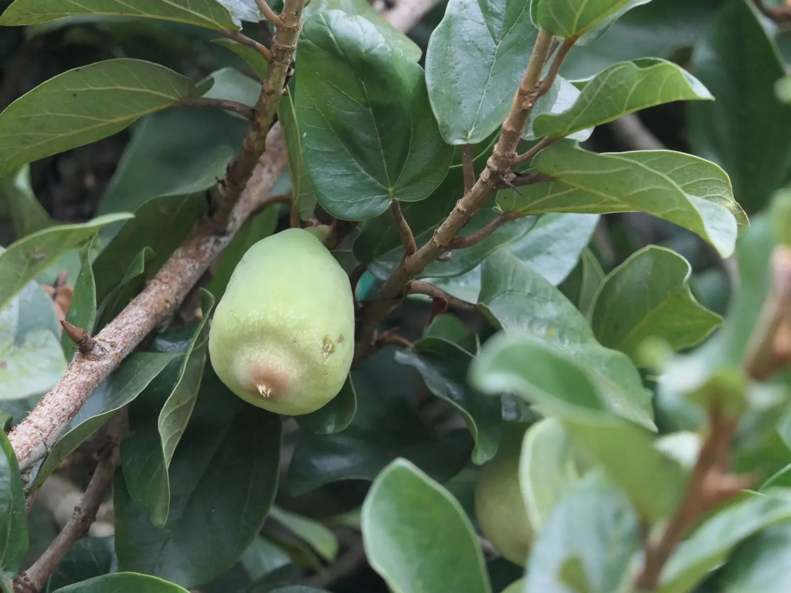Dwarf Edible Fig (Ficus Carica 'Little Miss Figgy') — lush green leaves and produces sweet