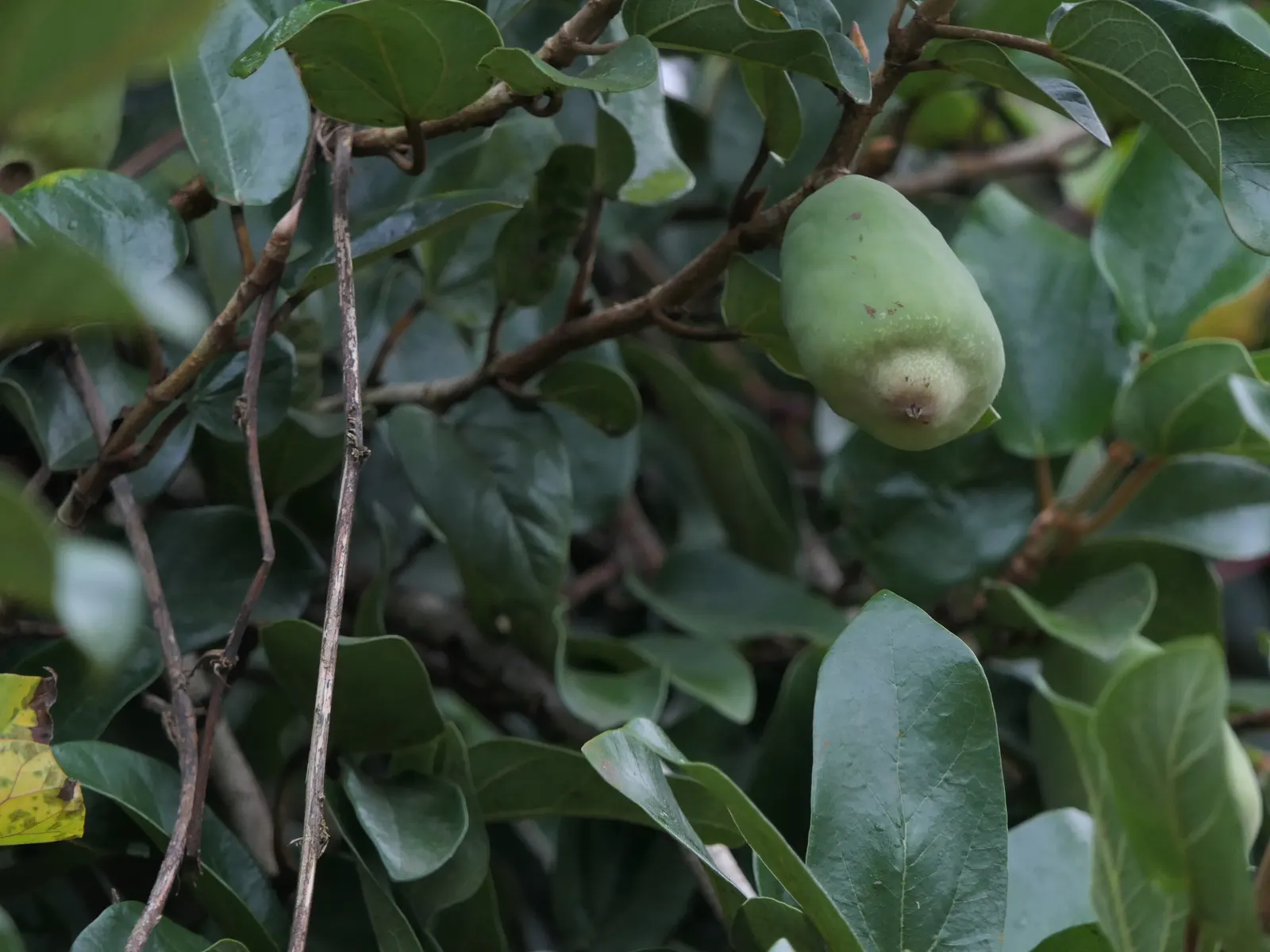 Dwarf Edible Fig (Ficus Carica 'Little Miss Figgy') — suited for small spaces and container gardening