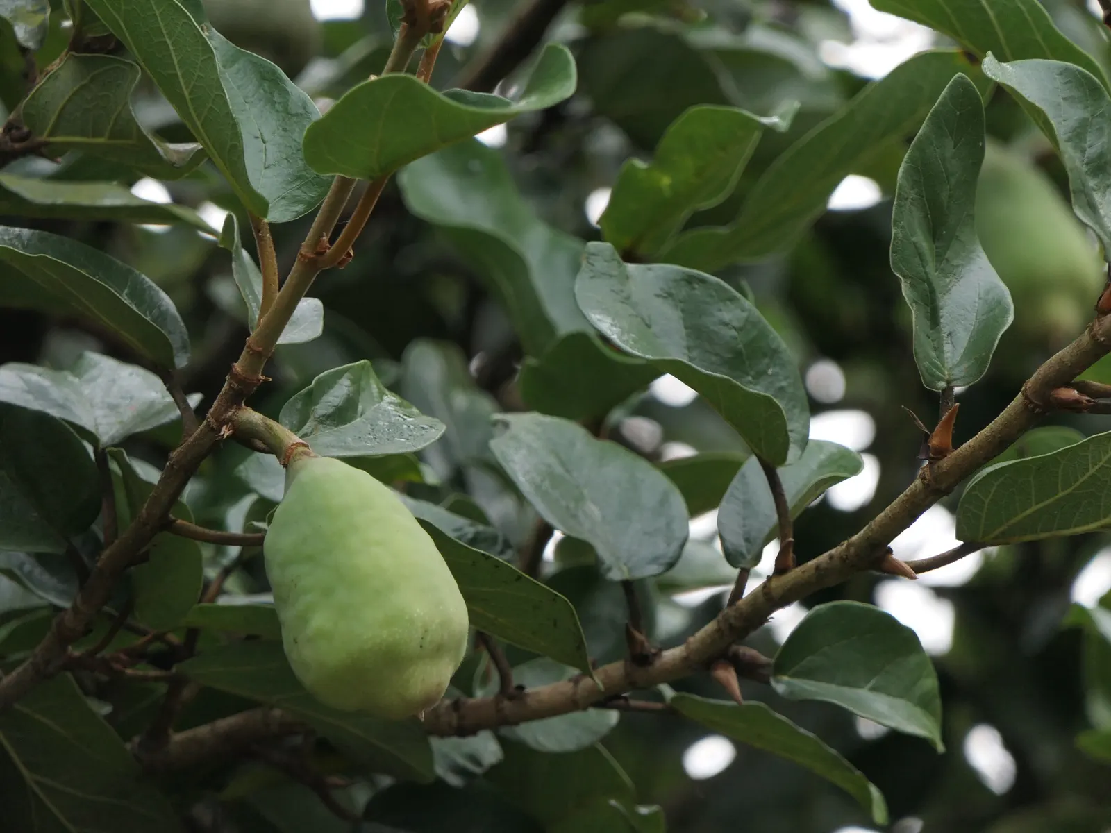 Dwarf Edible Fig (Ficus Carica 'Little Miss Figgy') — Reaching up to 6 feet in height and spread