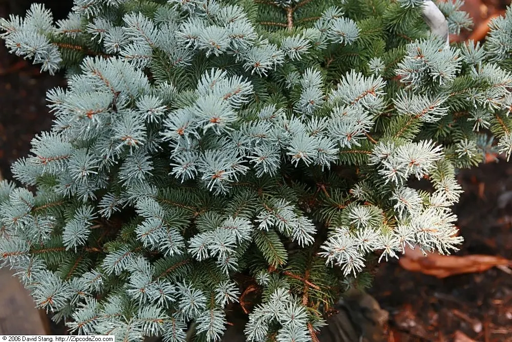 Compact Blue Spruce (Picea Pungens 'Compacta') — The Picea pungens 'Compacta' is a dwarf evergreen conifer with a dense, rounded form