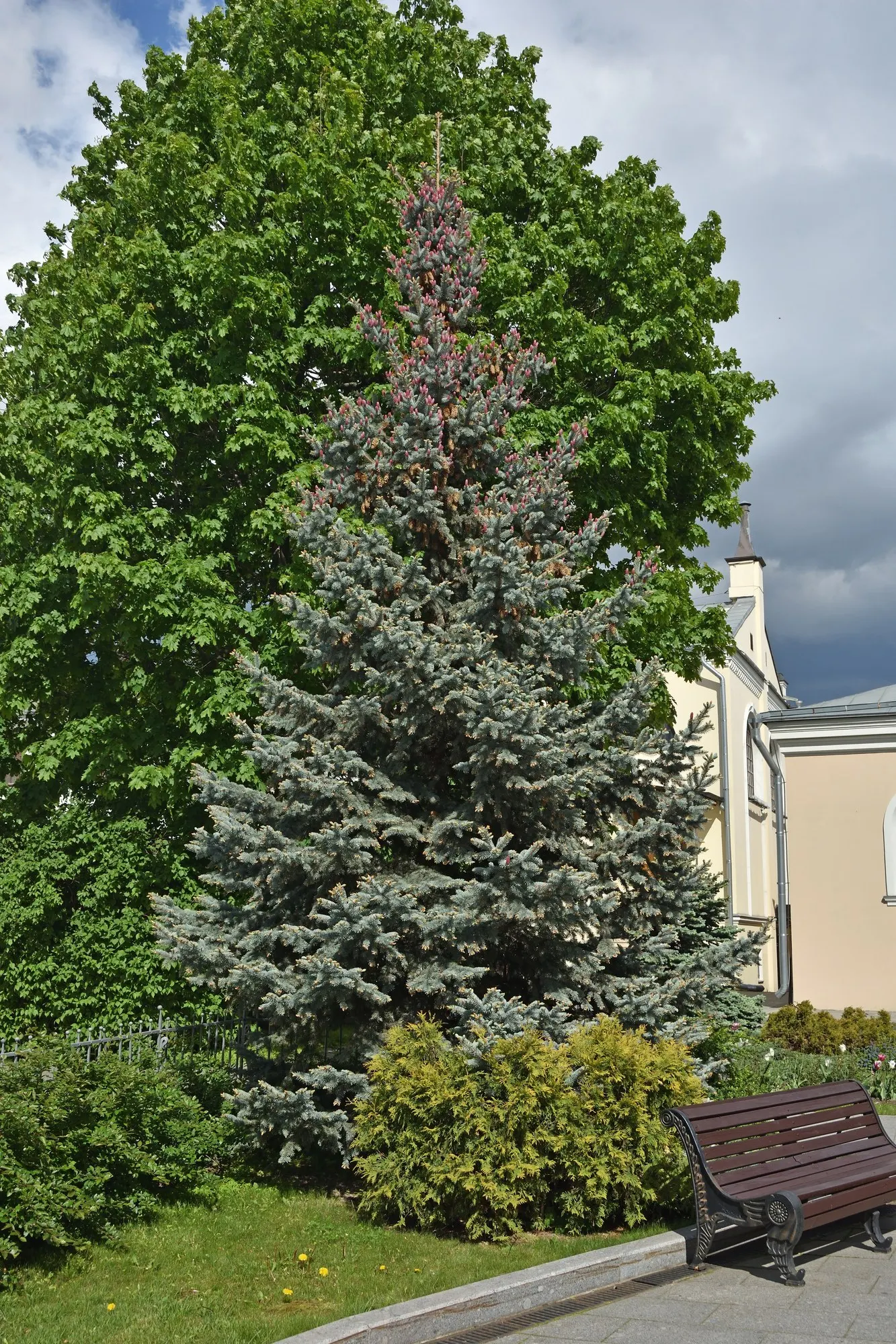 Compact Blue Spruce (Picea Pungens 'Compacta') — It is an exceptional choice for adding a touch of robust
