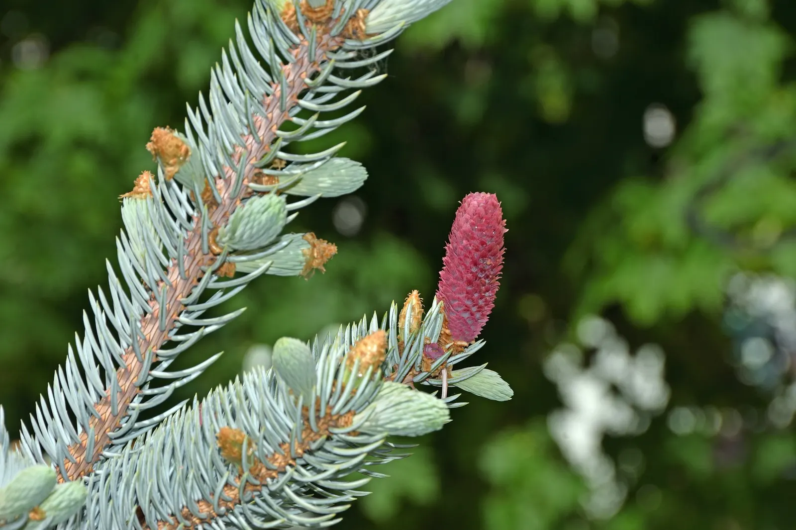Compact Blue Spruce (Picea Pungens 'Compacta') — Resistant to deer and drought once established