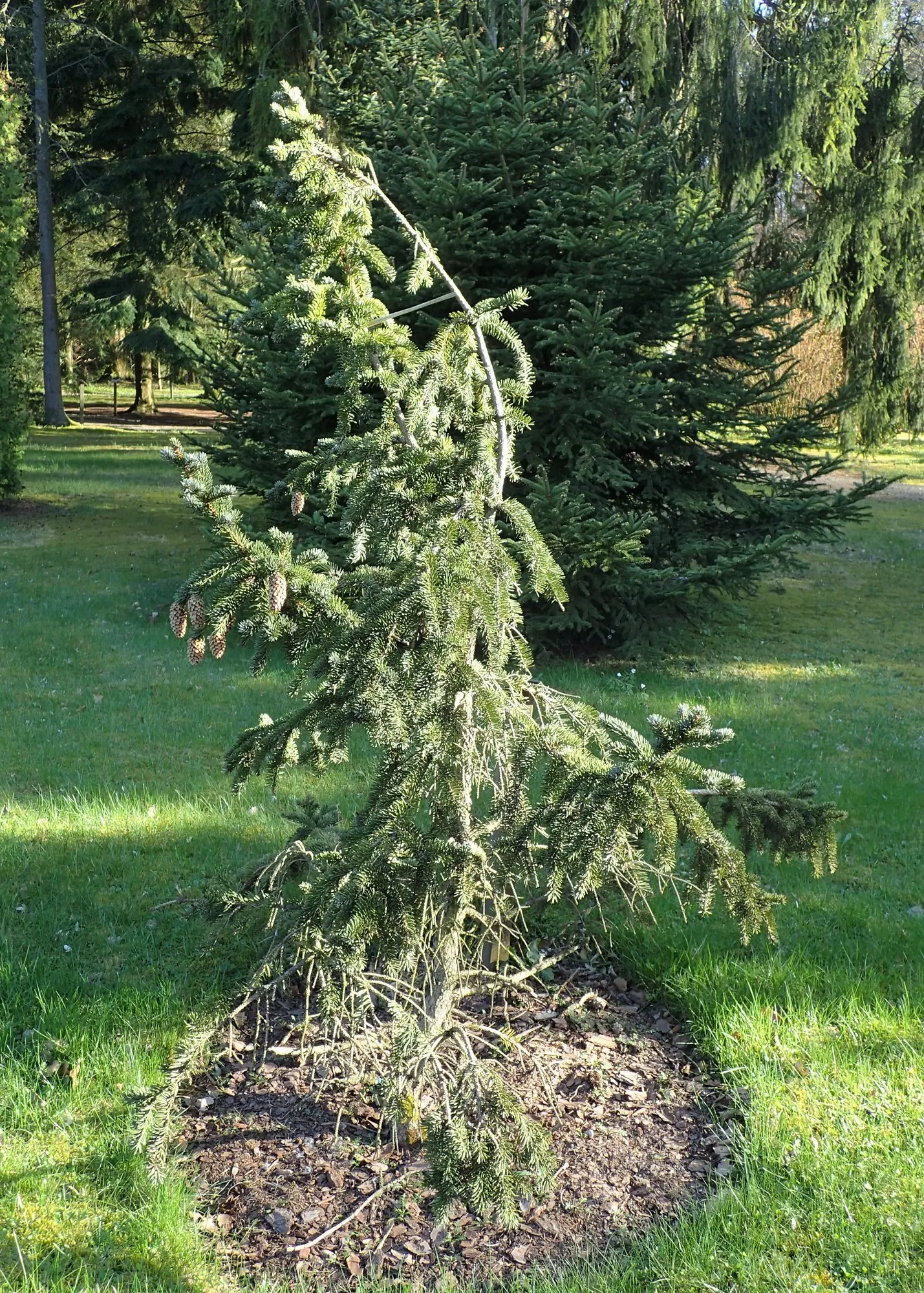 Compact Blue Spruce (Picea Pungens 'Compacta') — provided they are well-drained