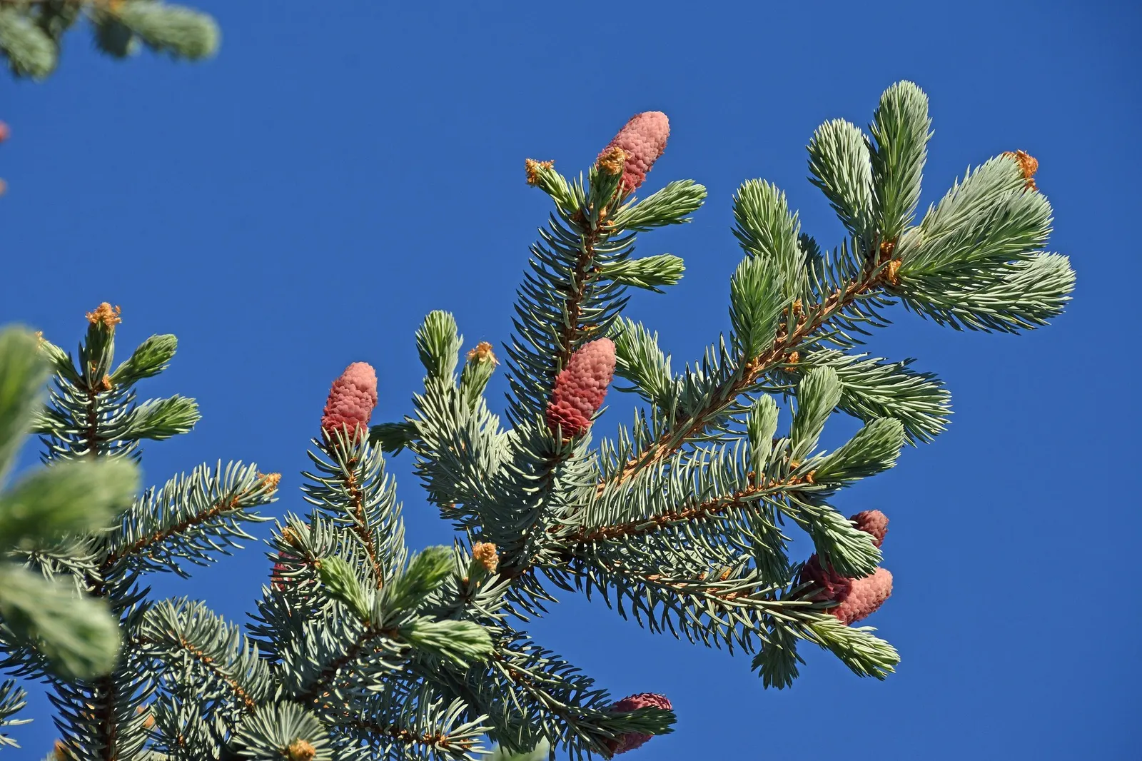 Compact Blue Spruce (Picea Pungens 'Compacta') — evergreen elegance to confined spaces in a landscape design