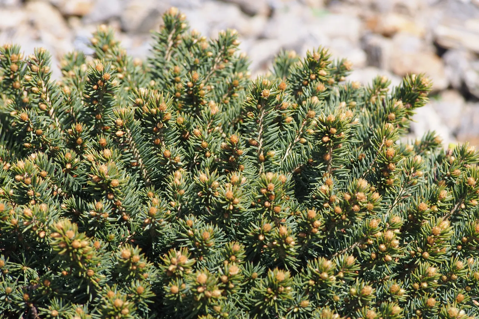 Compact Blue Spruce (Picea Pungens 'Compacta') — It requires full sun exposure to maintain its compact form and vibrant needle coloration