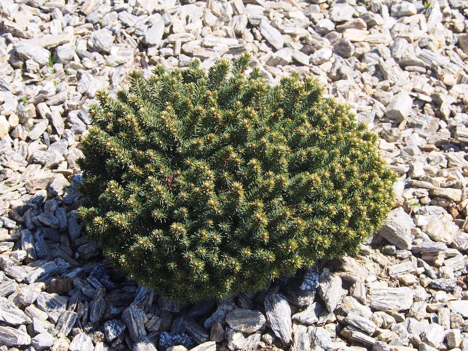 Compact Blue Spruce (Picea Pungens 'Compacta') — adding to its desirability in areas where wildlife browsing is a concern