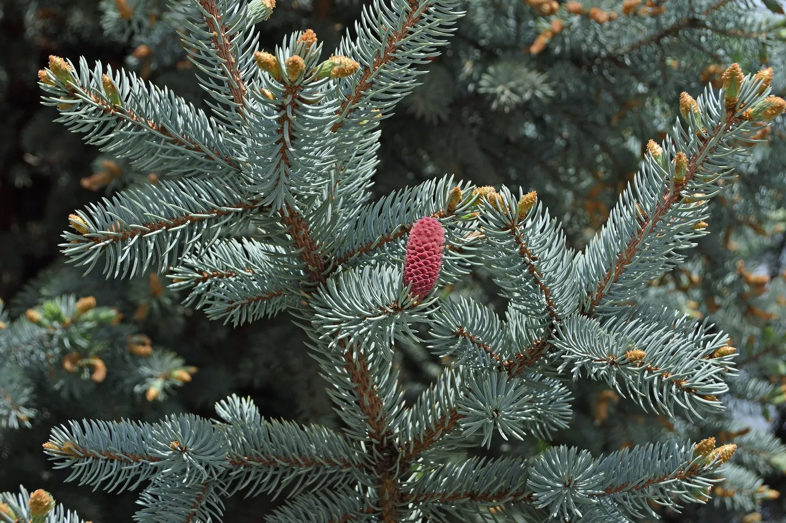 Compact Blue Spruce (Picea Pungens 'Compacta') — This low-maintenance compact cultivar is hardy in USDA zones 2-8 and prefers full sun