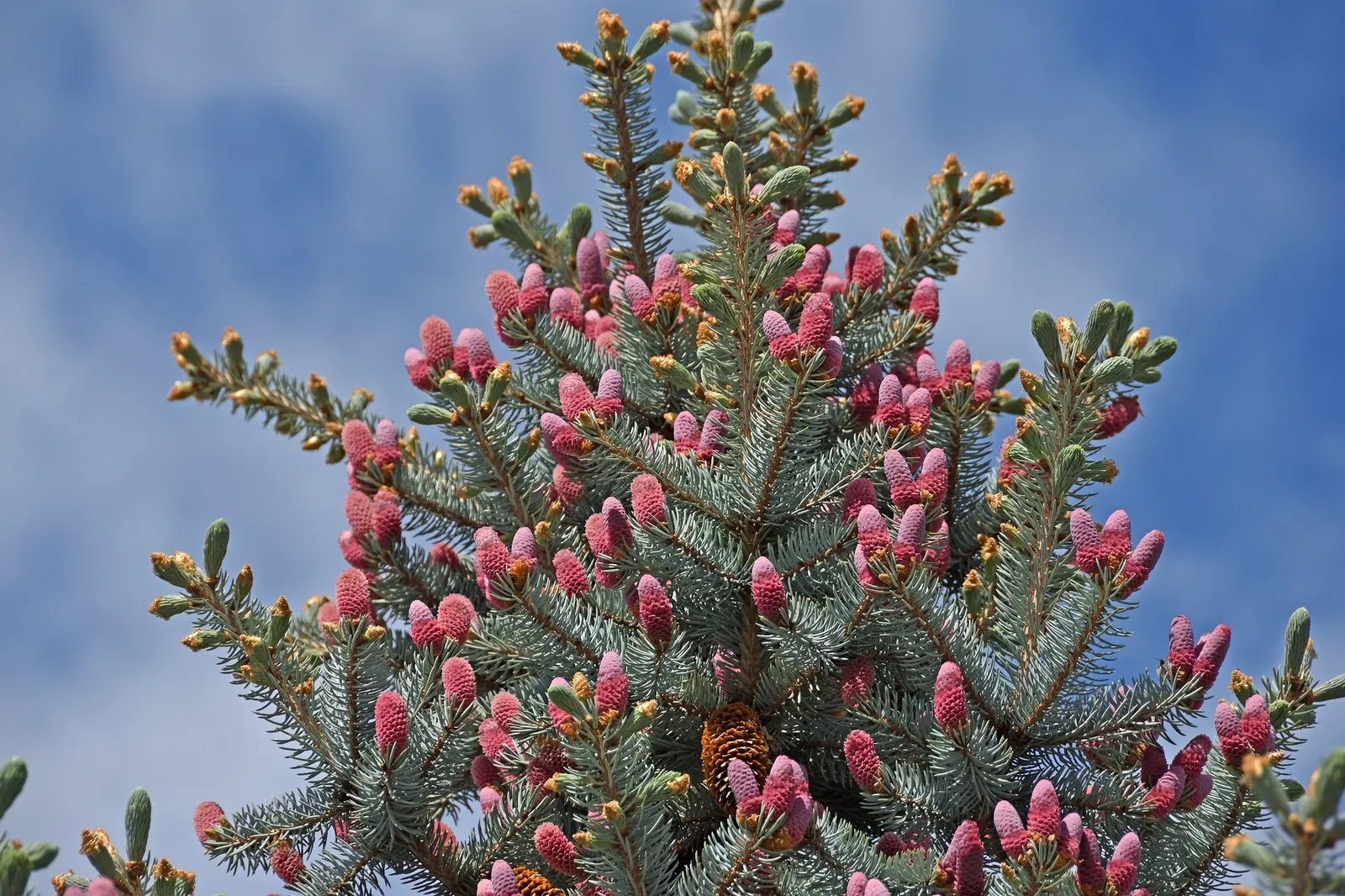 Compact Blue Spruce (Picea Pungens 'Compacta') — scientifically known as Picea pungens 'Compacta,' is a dwarf cultivar of the Colorado Blue Spruce