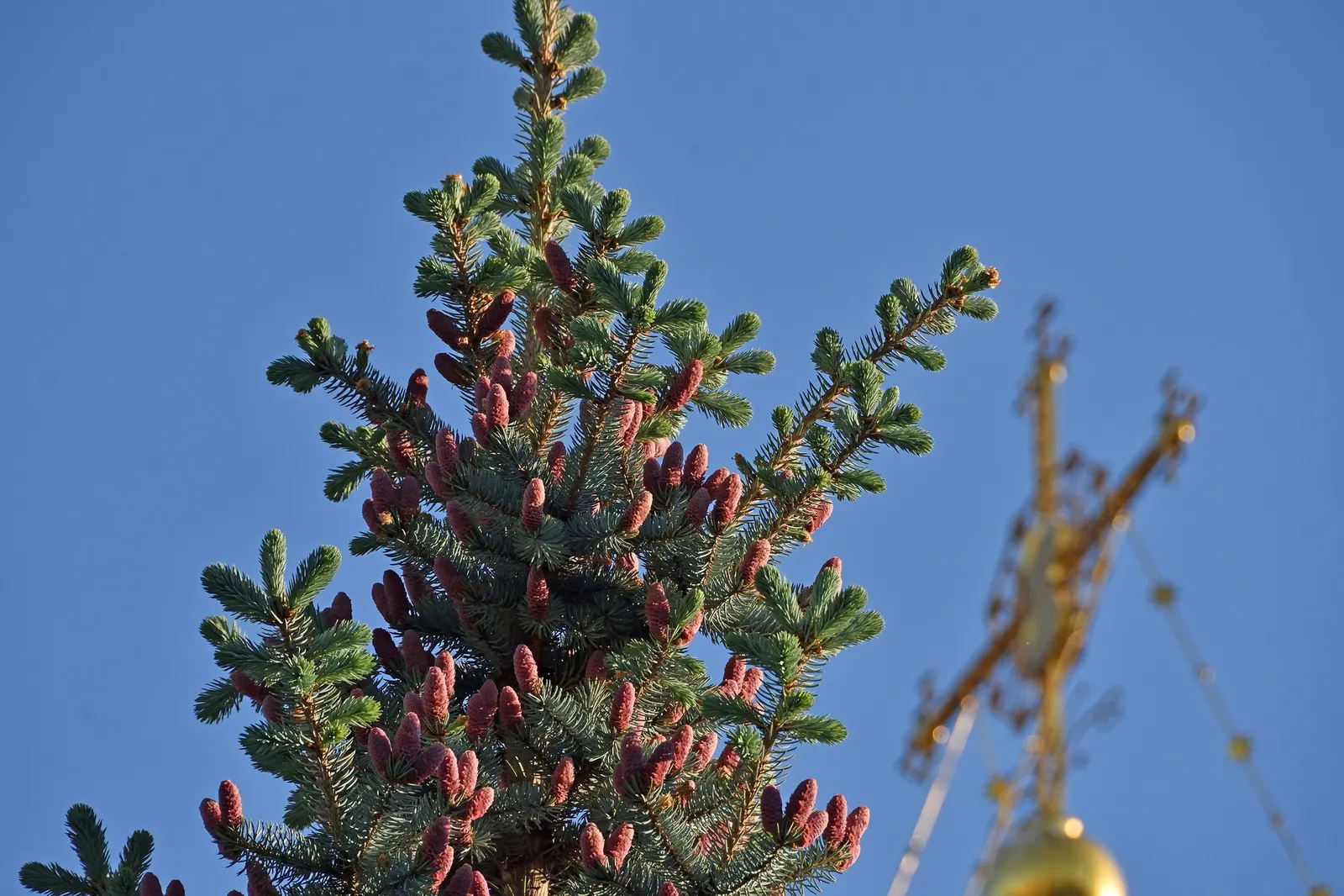 Compact Blue Spruce (Picea Pungens 'Compacta') — horizontally tiered branches