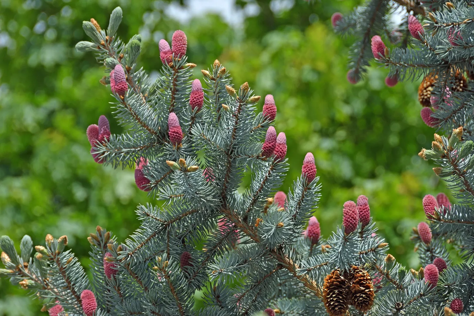Compact Blue Spruce (Picea Pungens 'Compacta') — Maturing at 3-5 feet high and 3-6 feet wide, it's ideal for small gardens, borders, or as a specimen plant