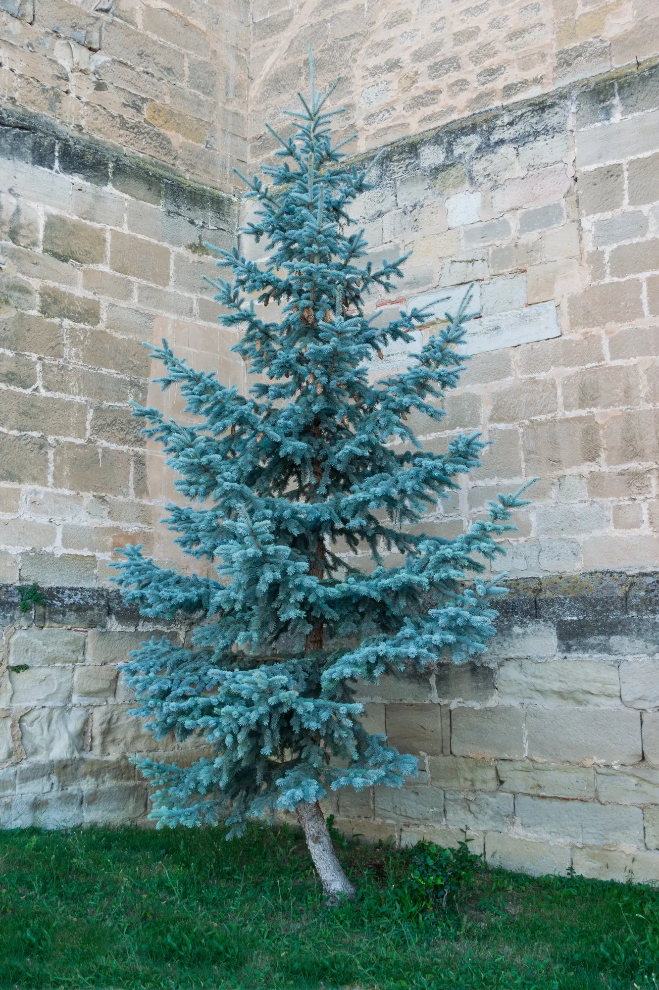 Compact Blue Spruce (Picea Pungens 'Compacta') — this hardy plant is tolerant of a range of soil types
