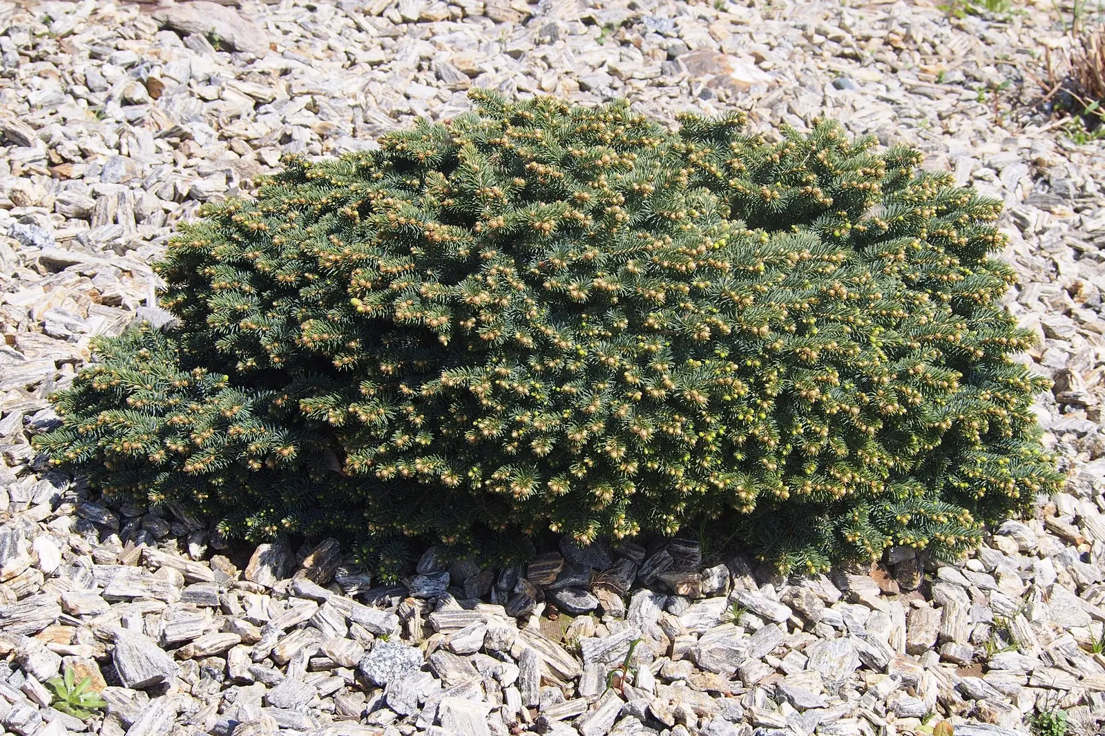 Compact Blue Spruce (Picea Pungens 'Compacta') — it is important to note that this species is deer-resistant