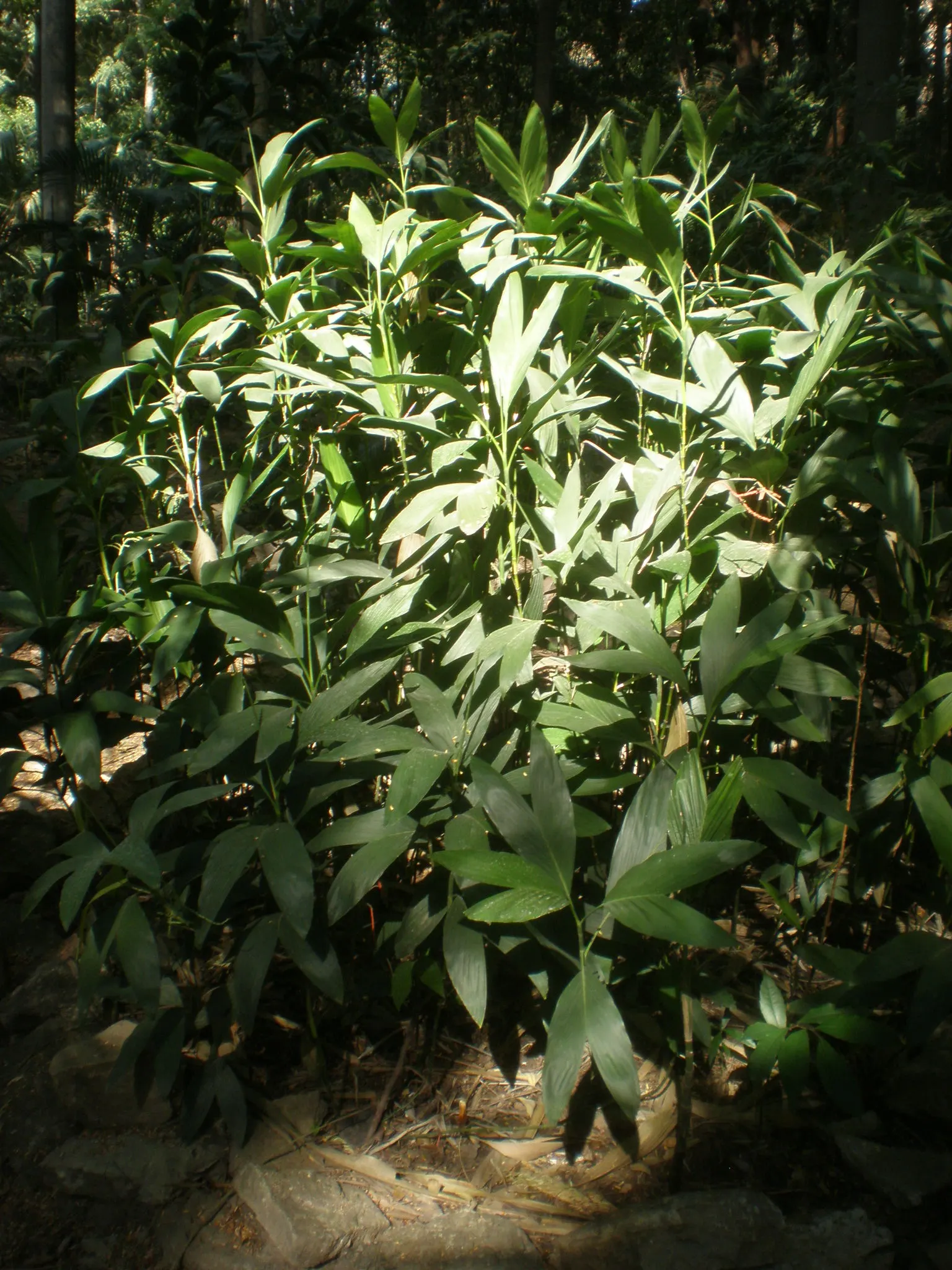 Stolon Palm (Chamaedorea Stolonifera) — It is ideal for understory planting with its bright green, delicate fronds and slender, bamboo-like stems