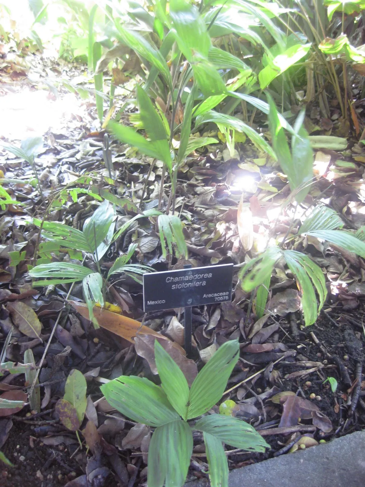 Stolon Palm (Chamaedorea Stolonifera) — Thriving in USDA zones 9-11, it spreads via underground runners, or stolons, allowing for easy propagation