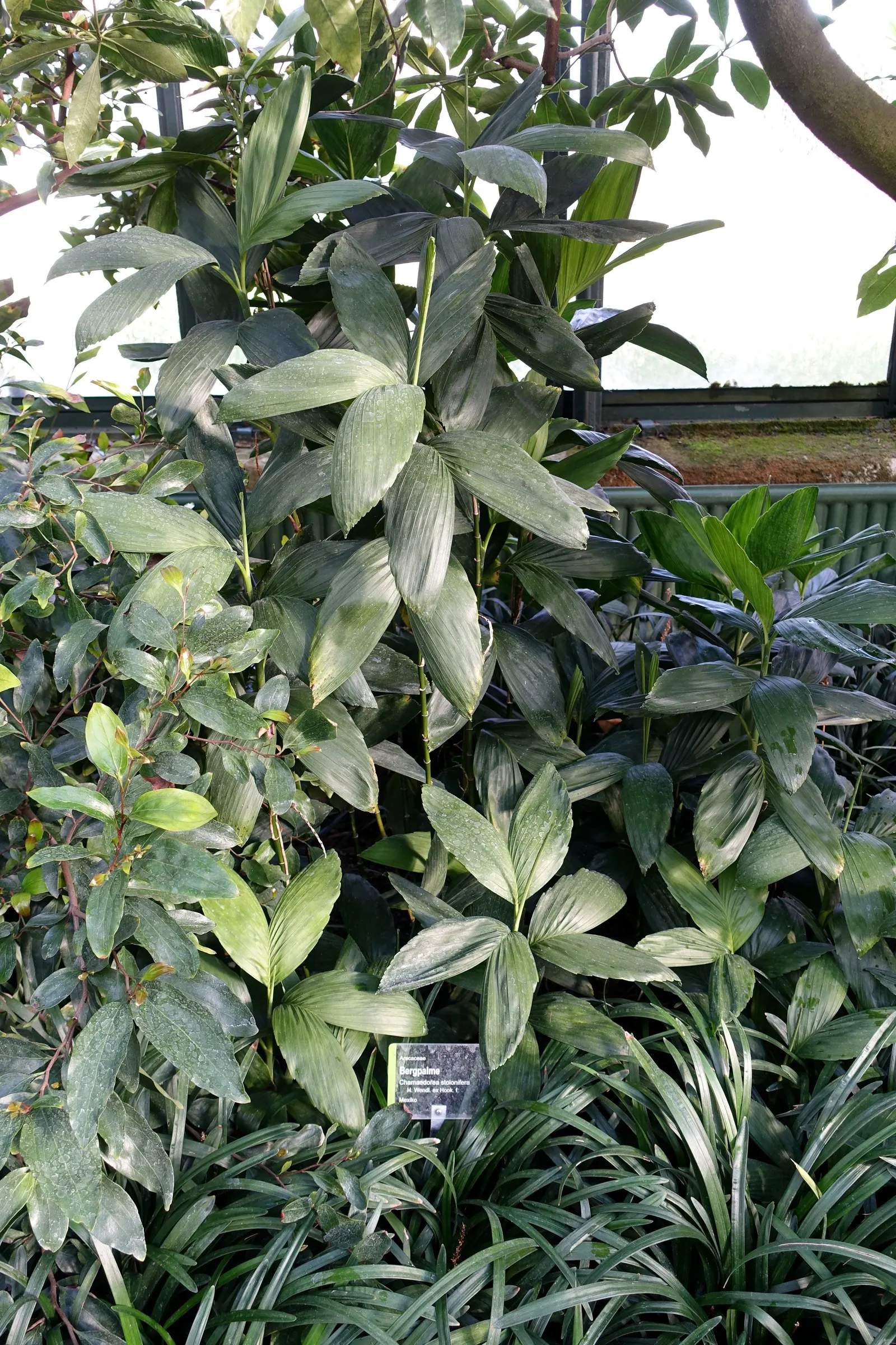 Stolon Palm (Chamaedorea Stolonifera) — Stolon Palm, Chamaedorea stolonifera, is a shade-loving, clumping palm reaching heights of 2-3 ft