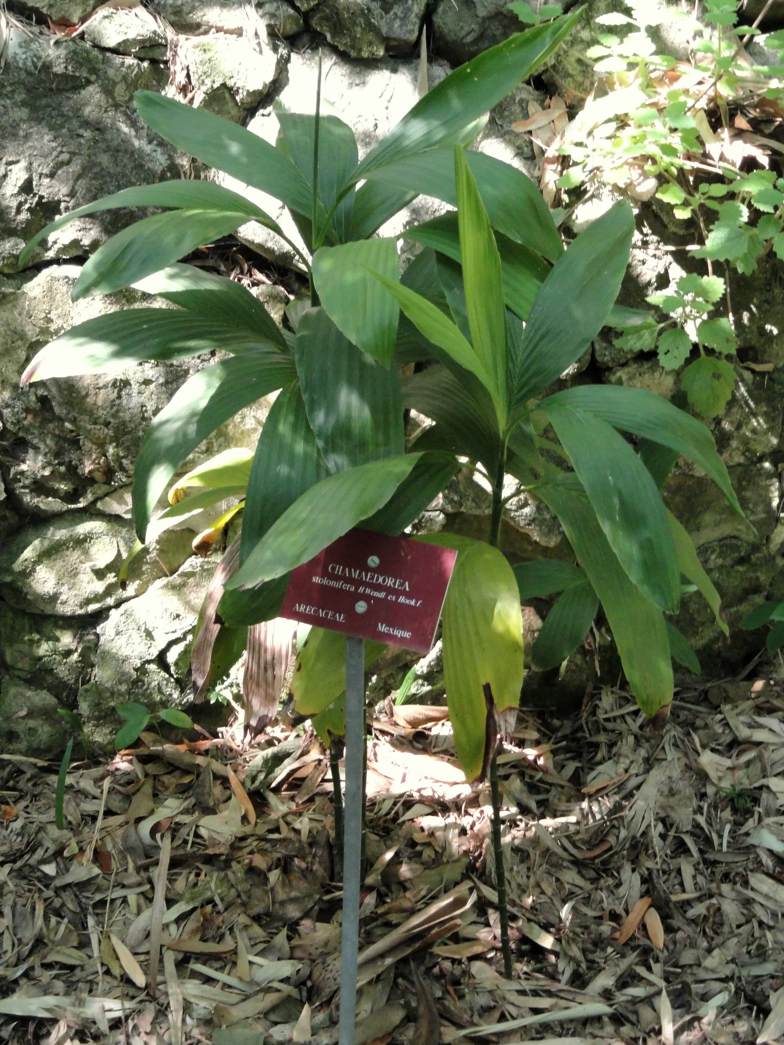Stolon Palm (Chamaedorea Stolonifera) — tropical effect in temperate to warm landscapes