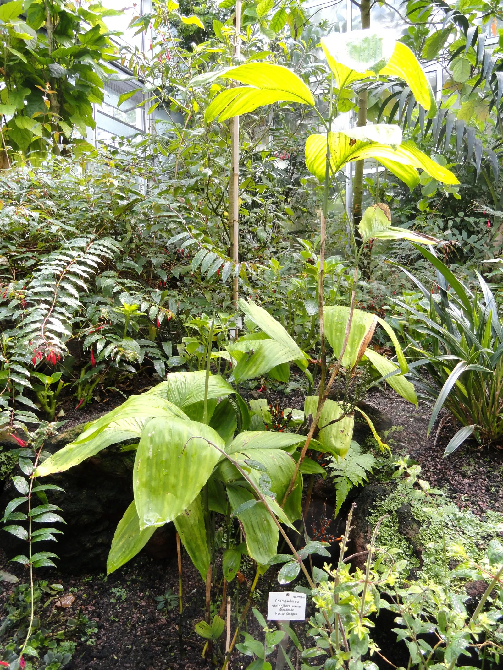 Stolon Palm (Chamaedorea Stolonifera) — making it perfect for a lush