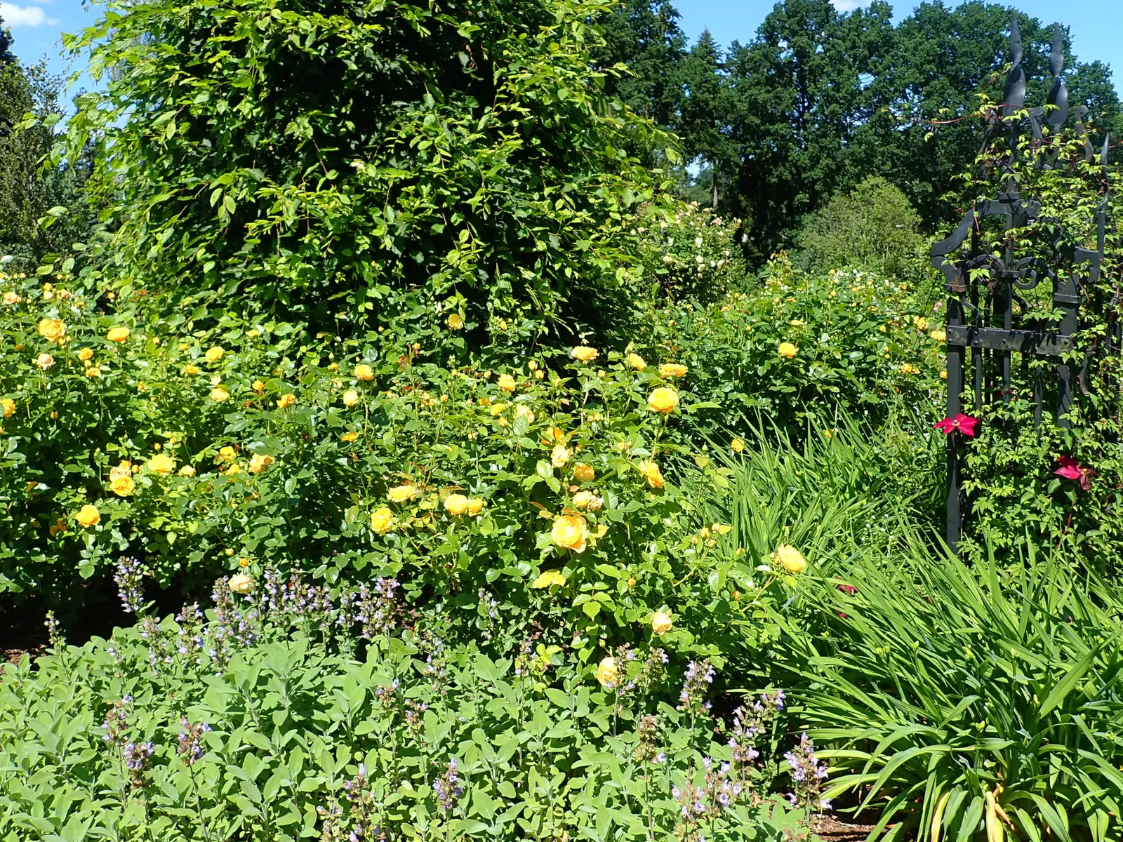 Julia Child Rose (Rosa 'Julia Child') — Its robust nature and verdant, glossy foliage make it a resilient addition to any landscape