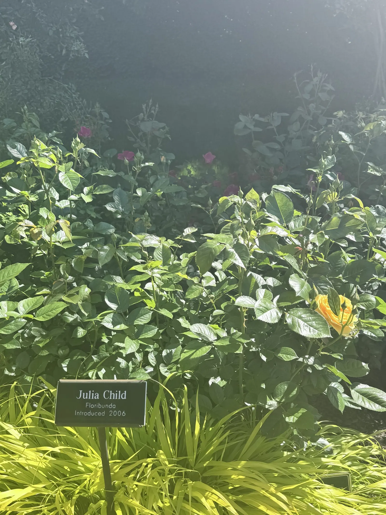 Julia Child Rose (Rosa 'Julia Child') — with an average diameter of 3 to 4 inches