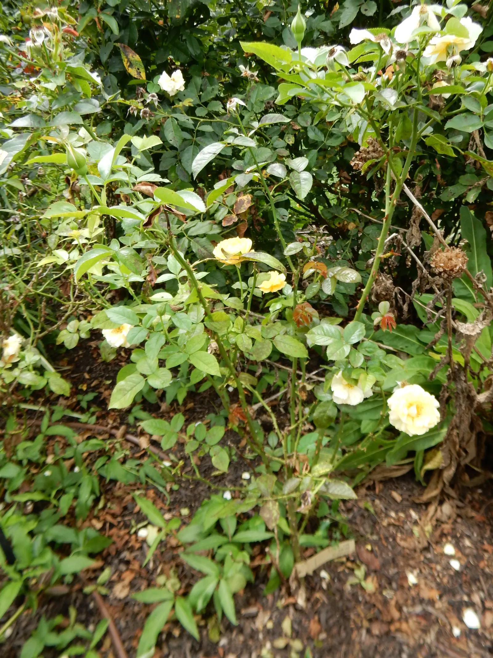 Julia Child Rose (Rosa 'Julia Child') — is a distinctive floribunda variety that is as charming and delightful as its namesake; shrub with yellow blooms