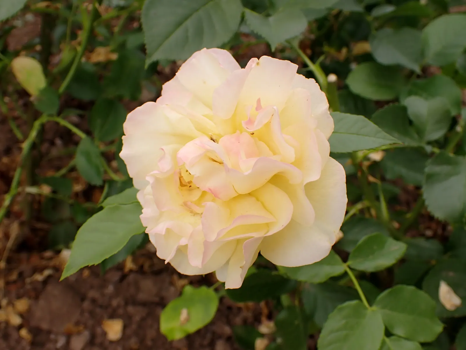 Julia Child Rose (Rosa 'Julia Child') — ensuring a healthy and vibrant display; with an average diameter of 3 to 4 inches