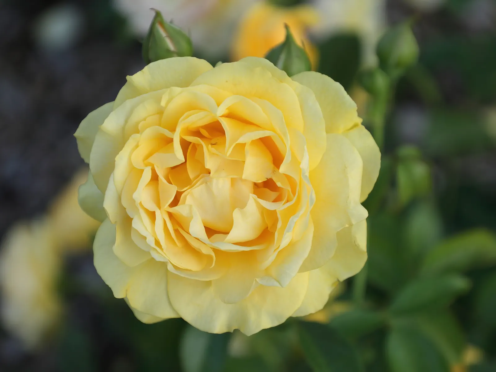 Julia Child Rose (Rosa 'Julia Child') — shrub for full or half