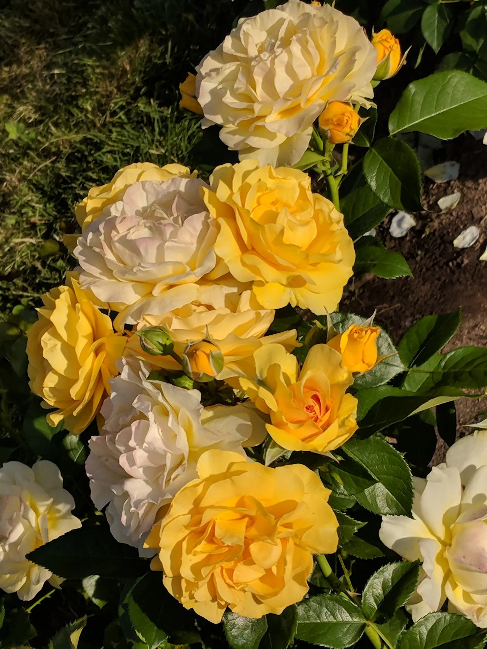 Julia Child Rose (Rosa 'Julia Child') — the Rosa 'Julia Child' guarantees an extended display of vibrant color