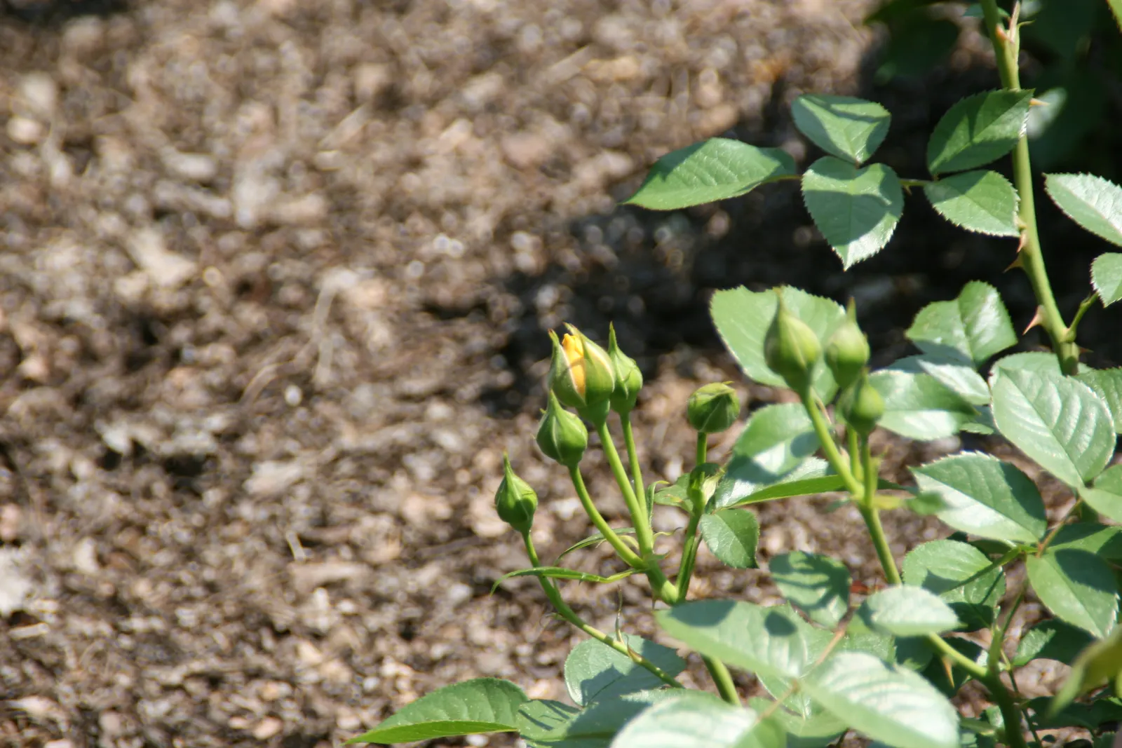Julia Child Rose (Rosa 'Julia Child') — this compact shrub matures to 3 feet tall and wide; its flowers are notably full and rounded