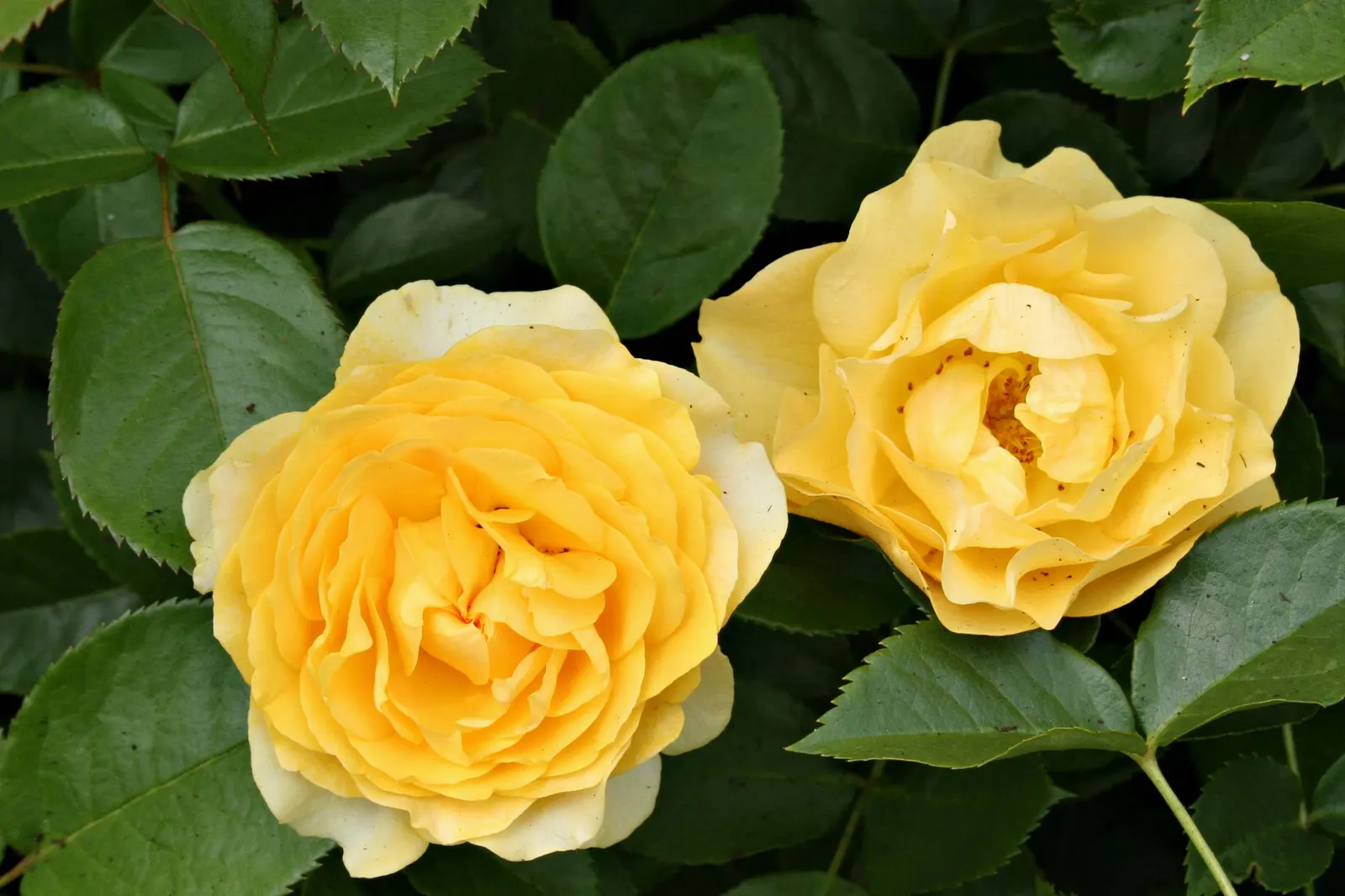 Julia Child Rose (Rosa 'Julia Child') — this compact shrub matures to 3 feet tall and wide